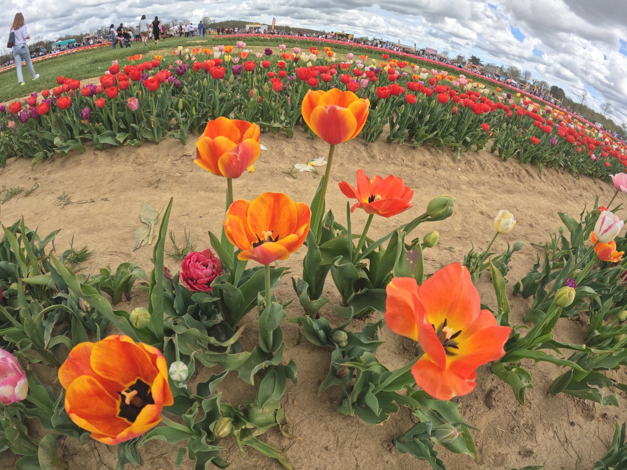 Tulip 22.png