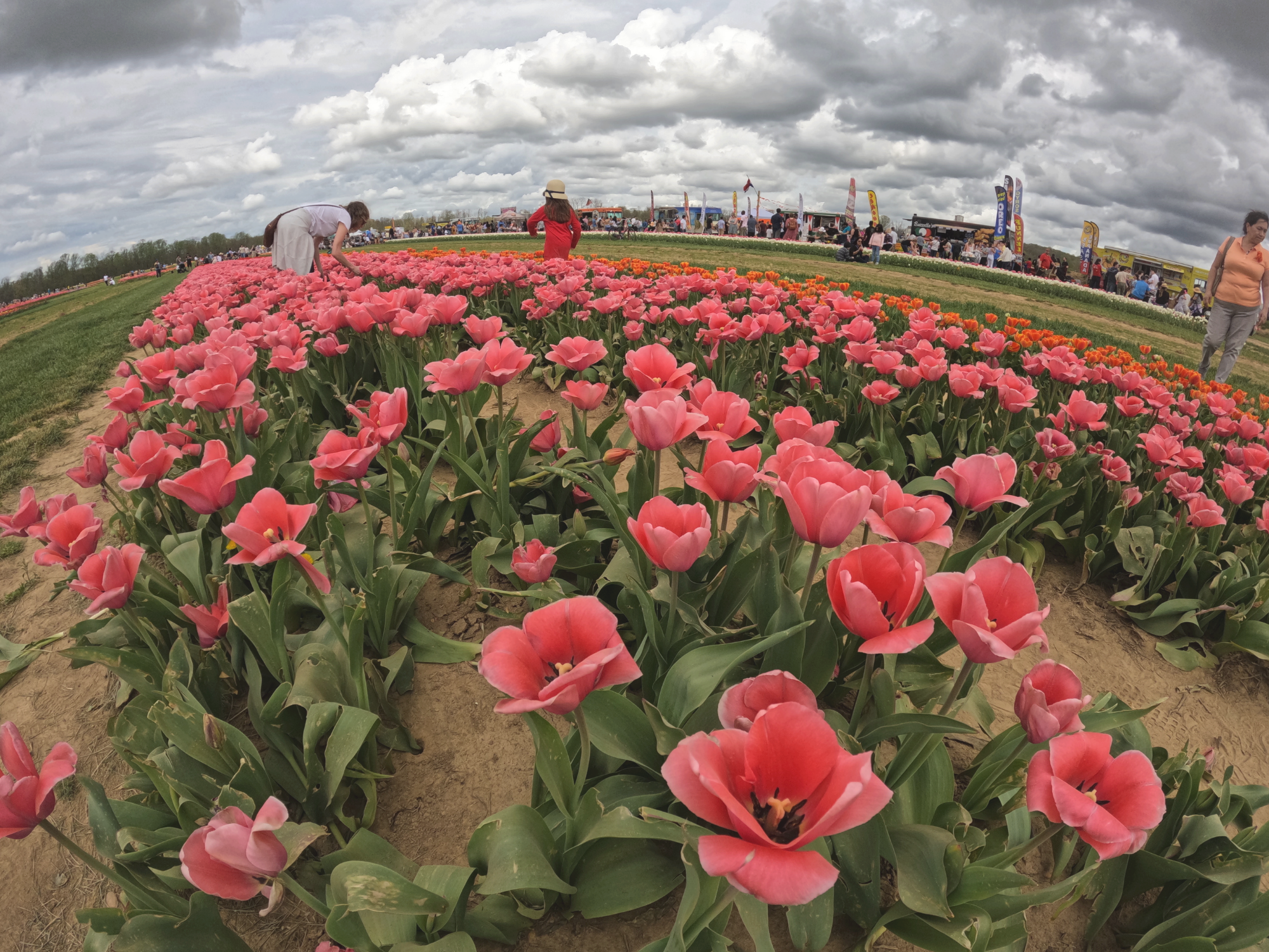Tulip 18.png