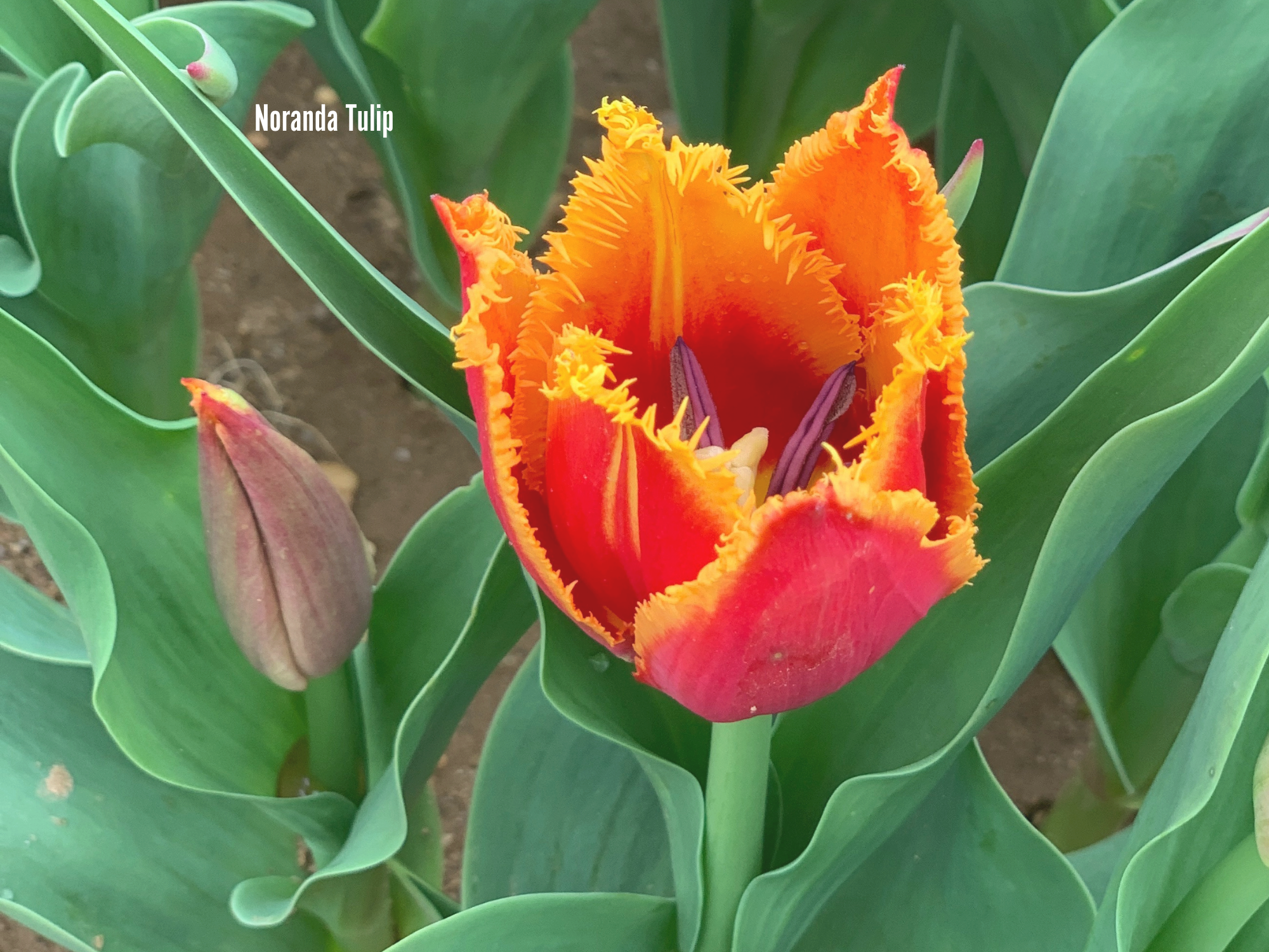 Tulip.png