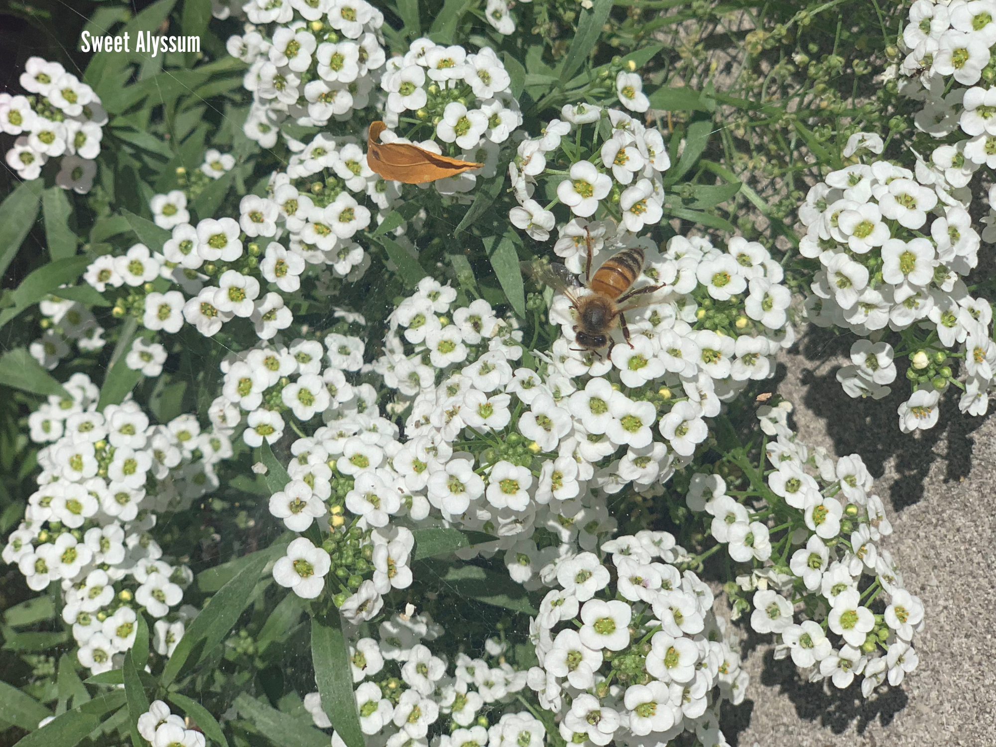 Sweet Alyssum.png