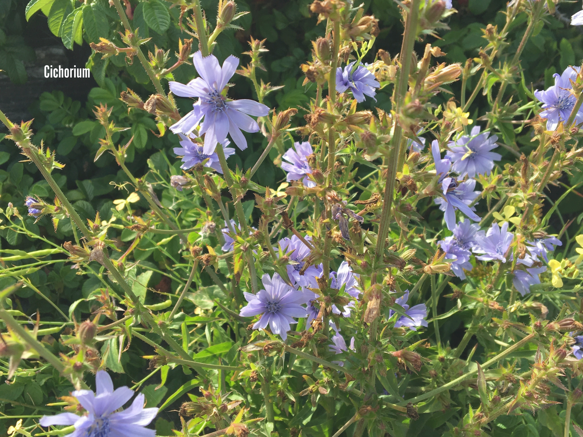 Cichorium.png
