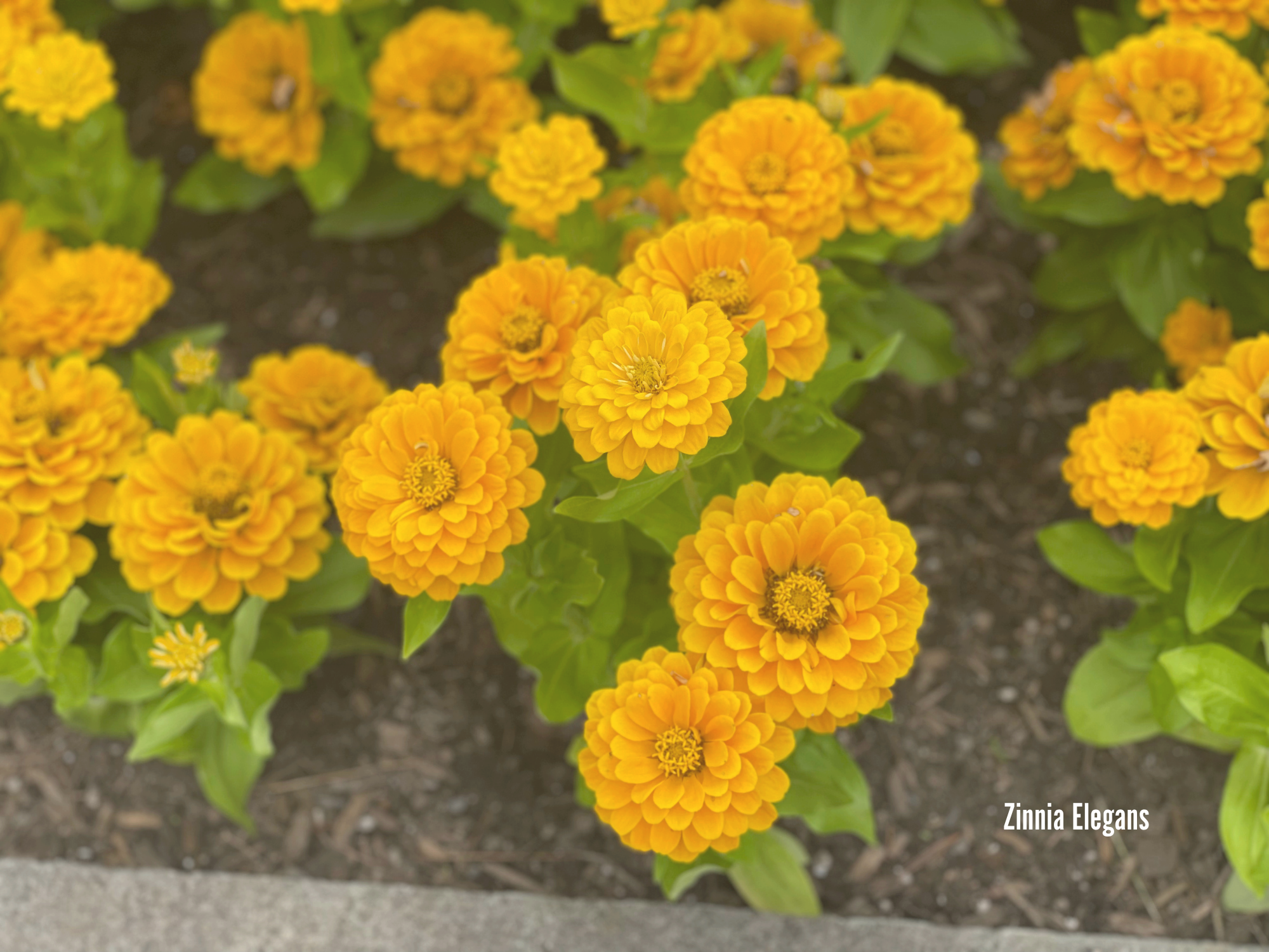 Zinnia Elegans.png