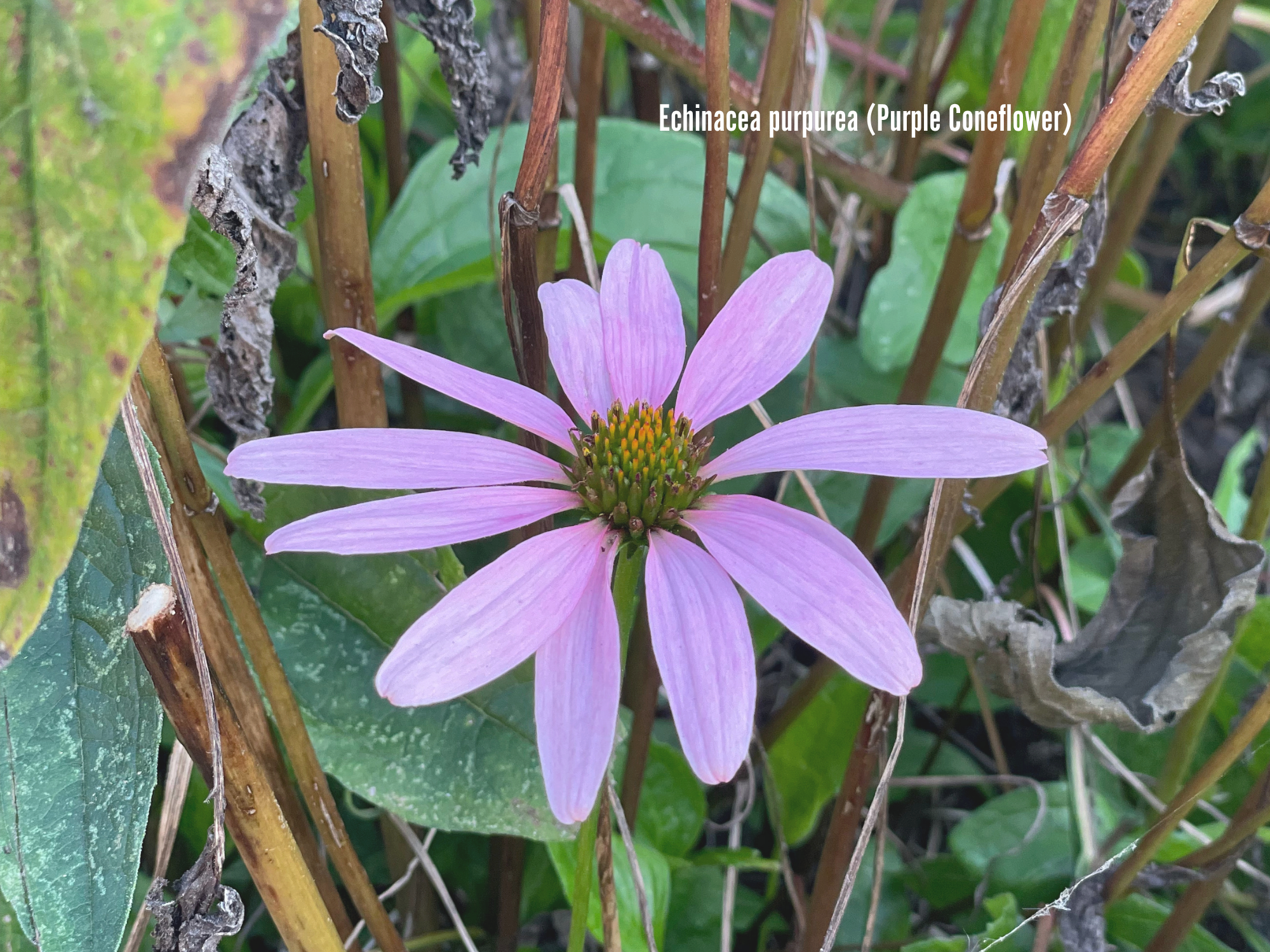 Echinacea purpurea (Purple Coneflower).png