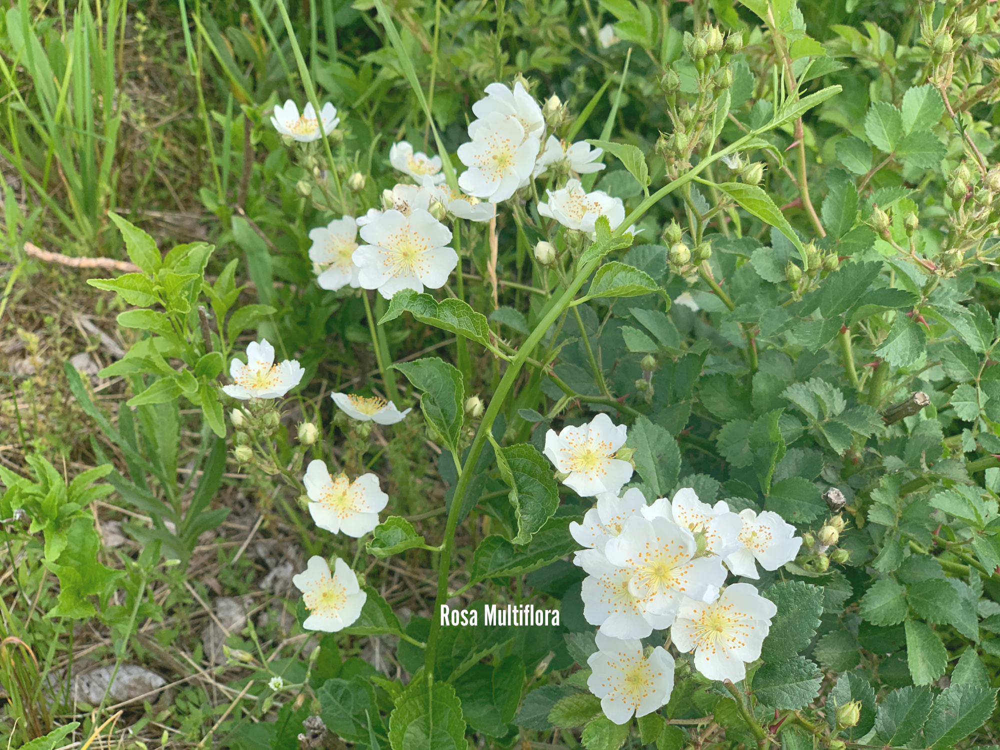 Rosa Multiflora.png
