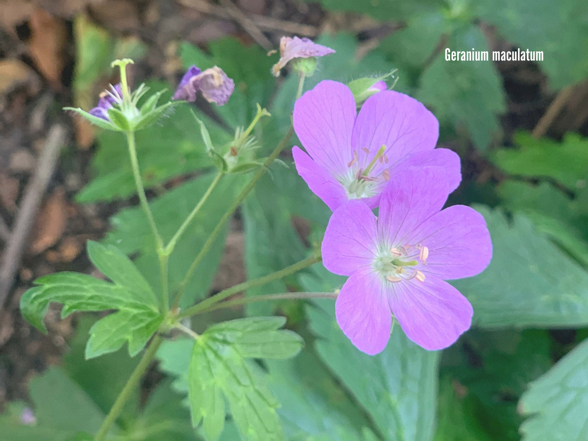 Geranium maculatum.png