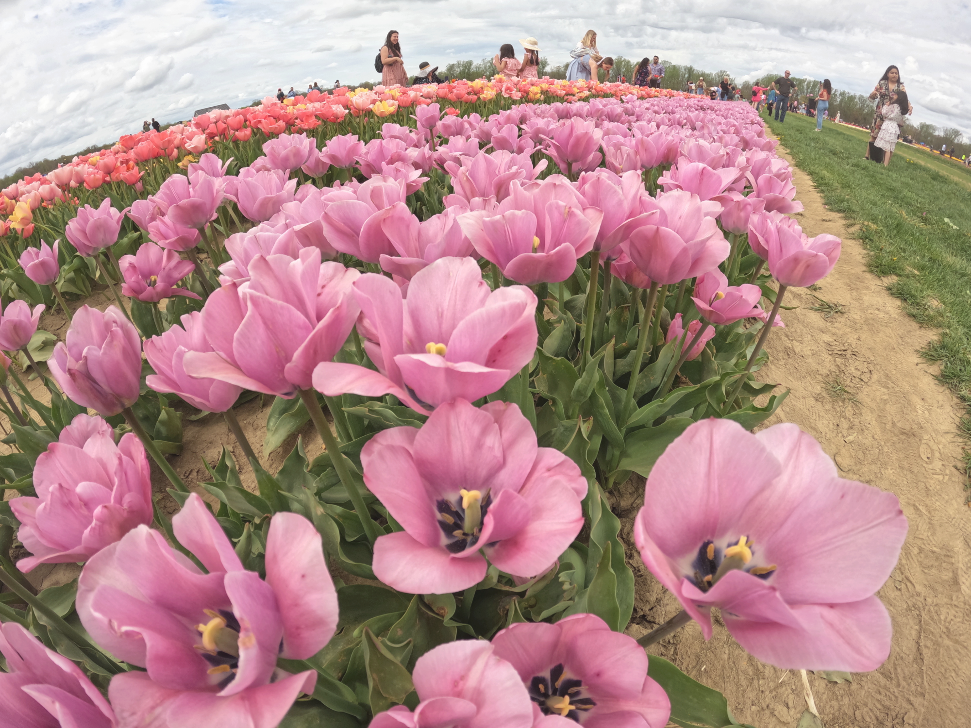 Tulip 23.png