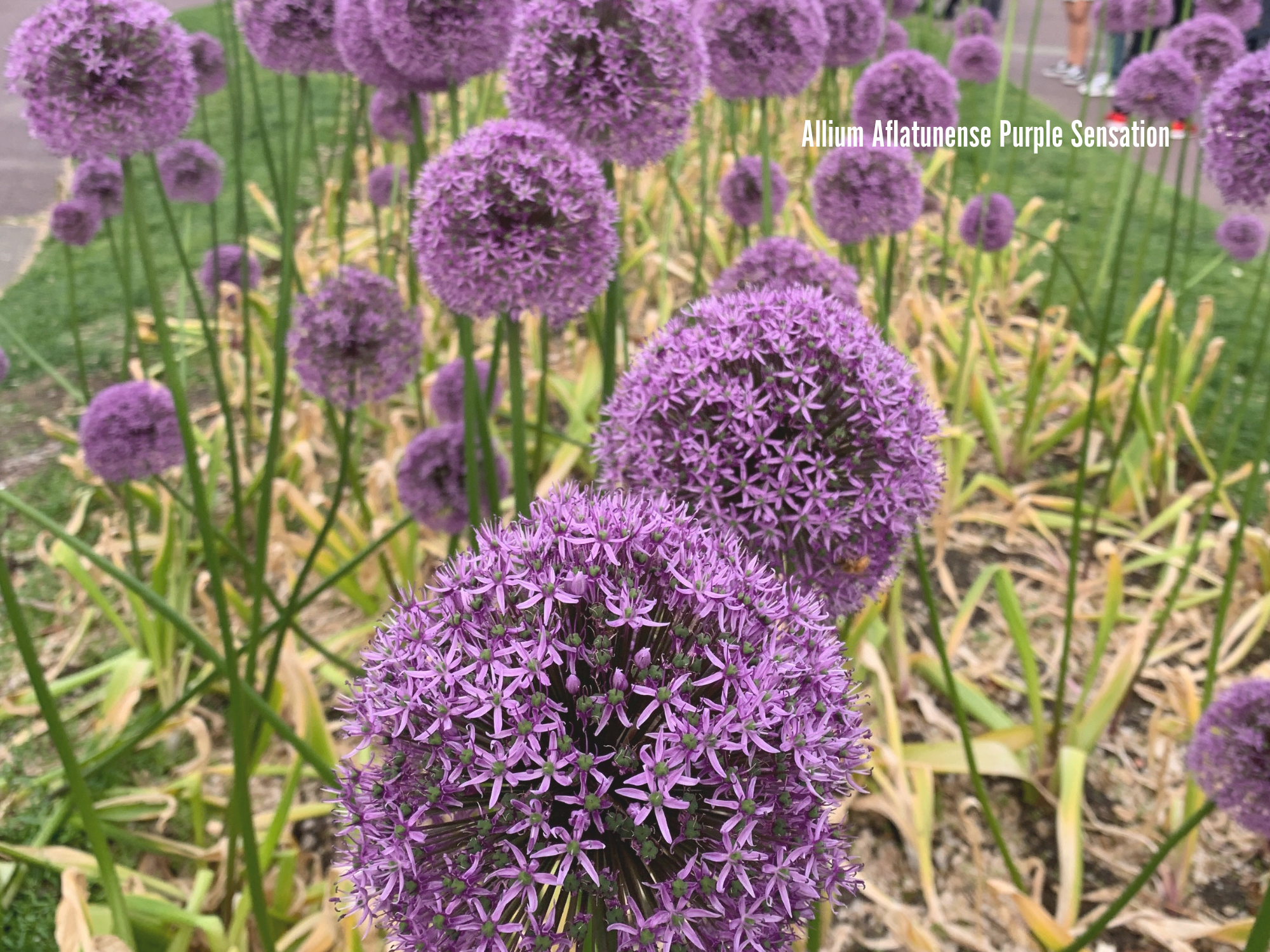 Allium Aflatunense Purple Sensation.png