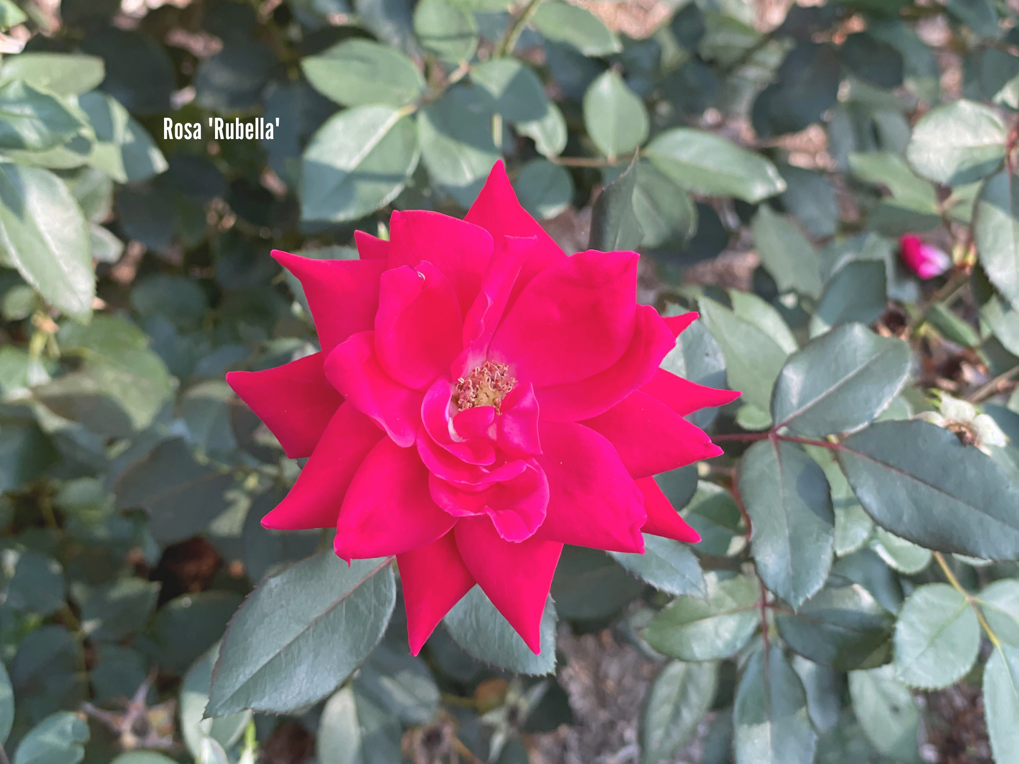 Rosa 'Rubella'.png