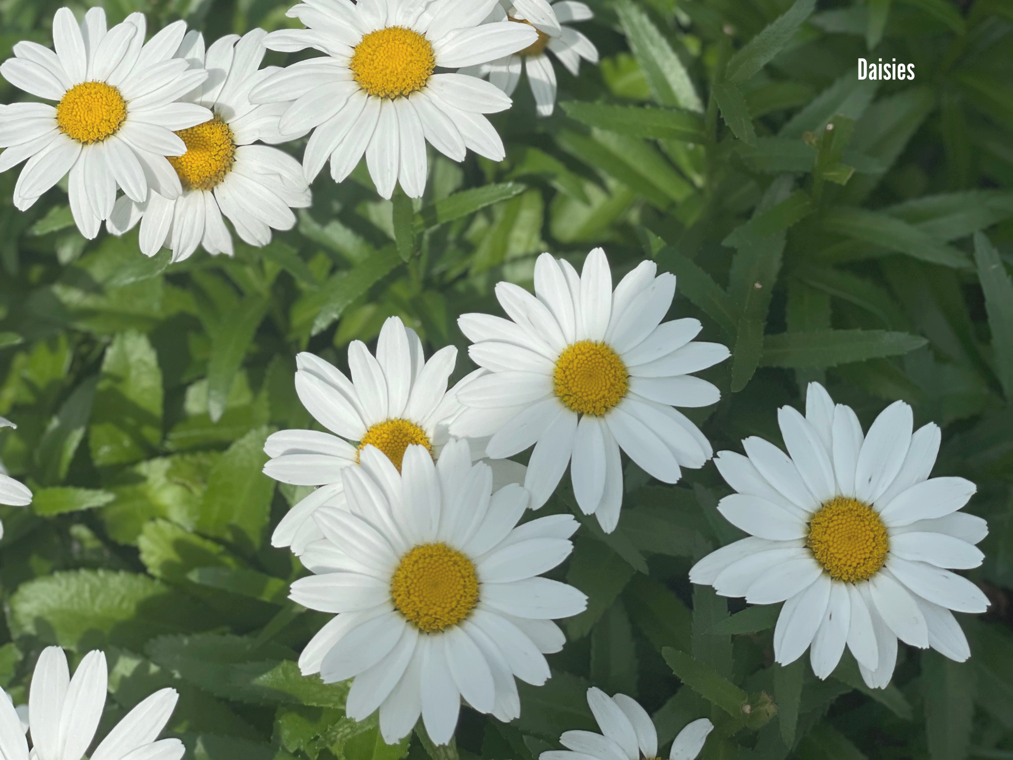 Daisy 2.png