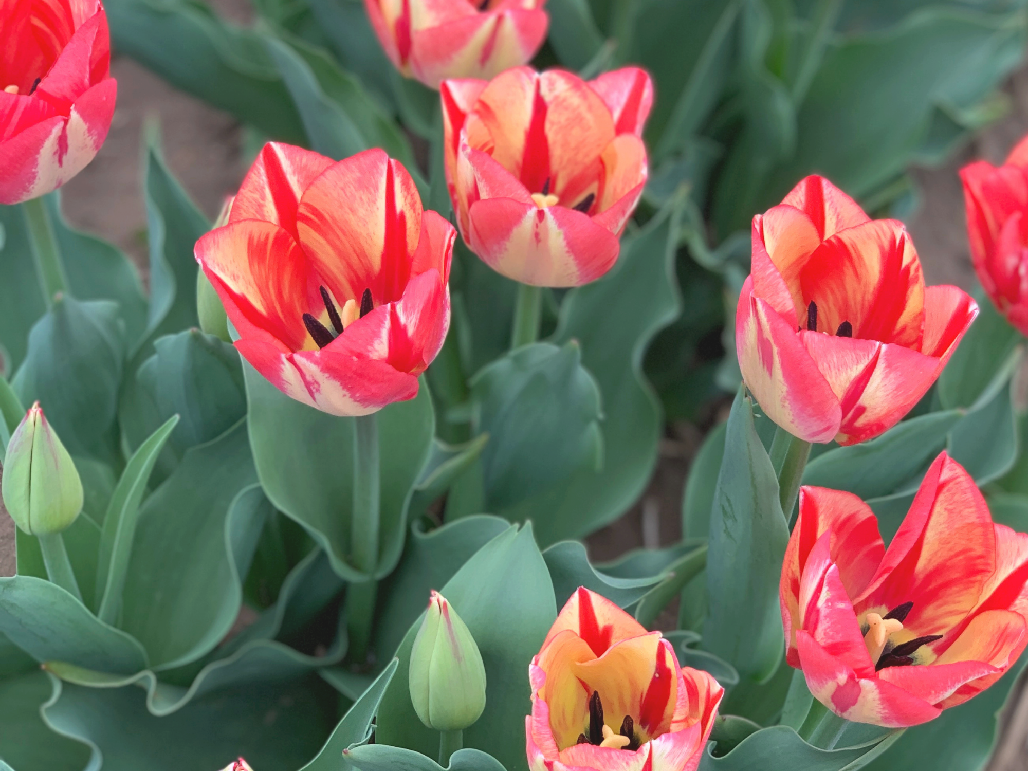 Tulip 5.png