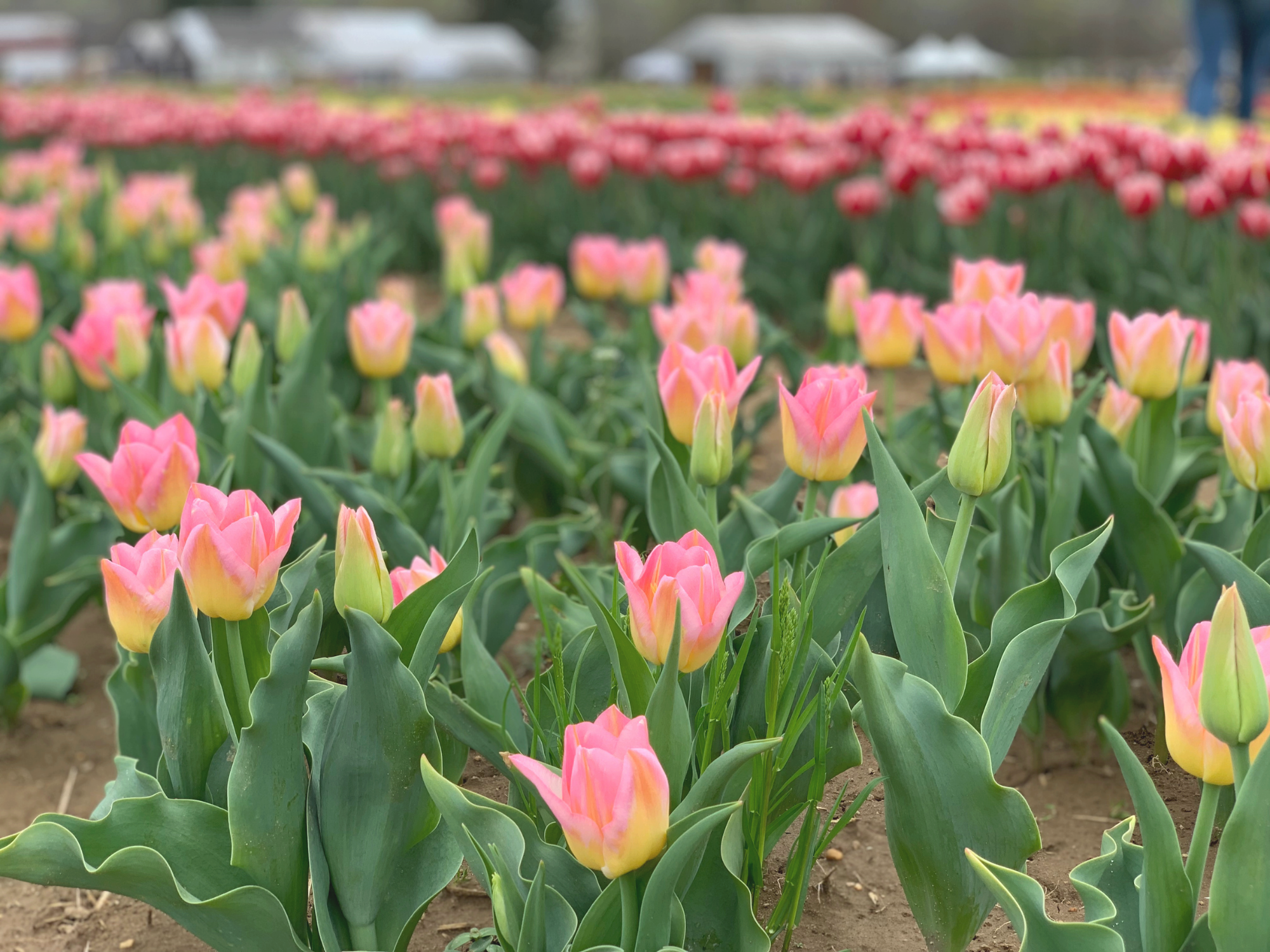 Tulip 44.png