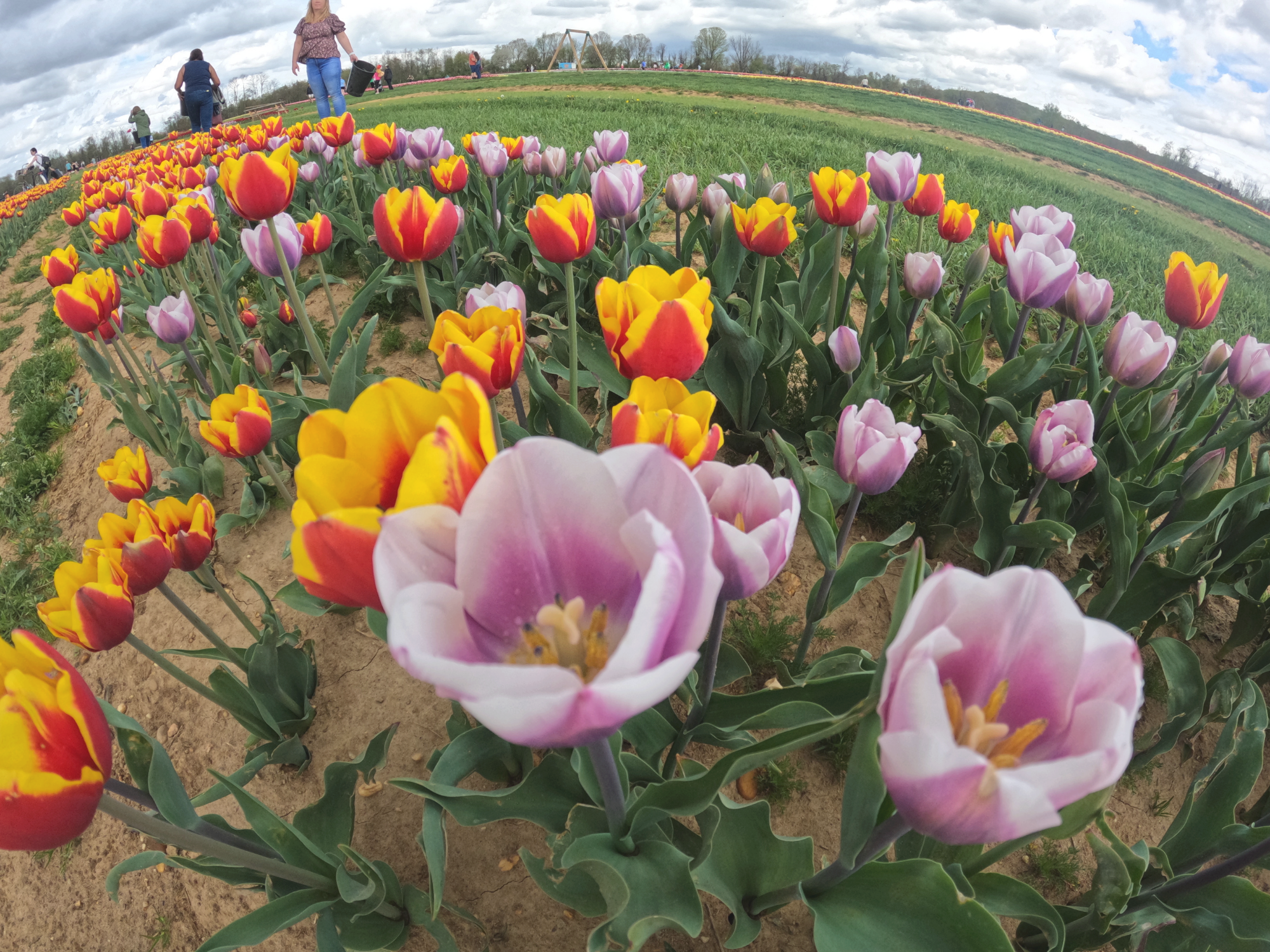 Tulip 13.png