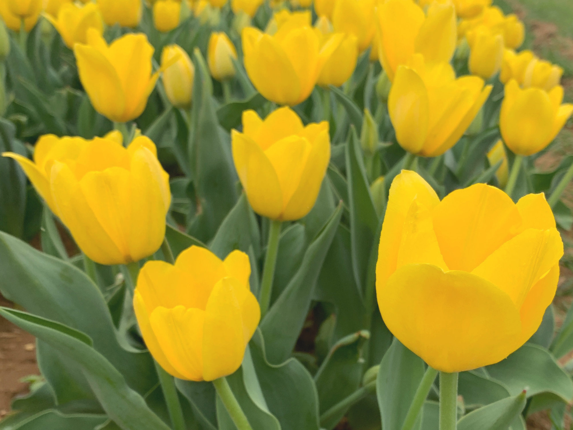 Tulip 2.png