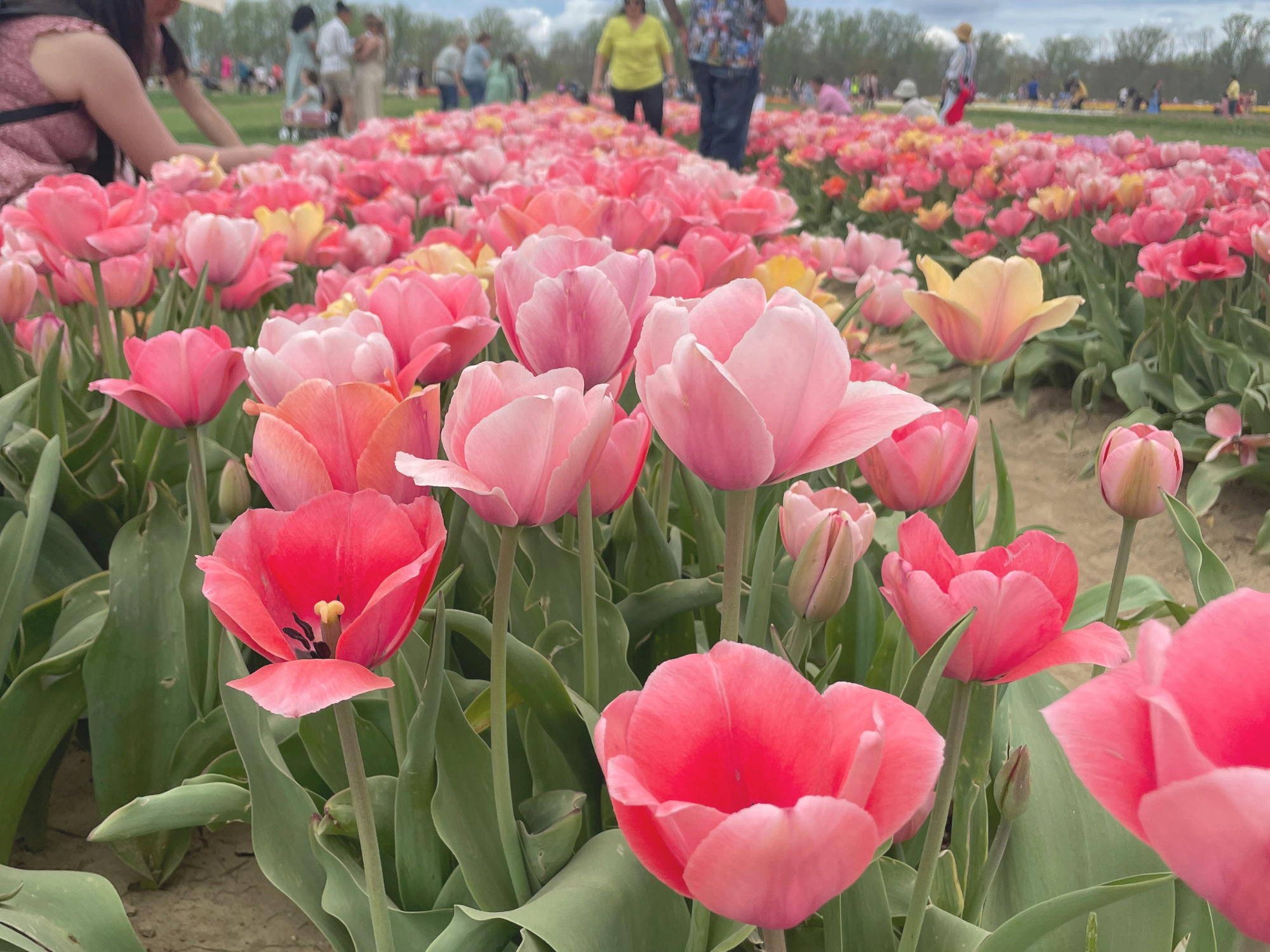 Tulip 12.png