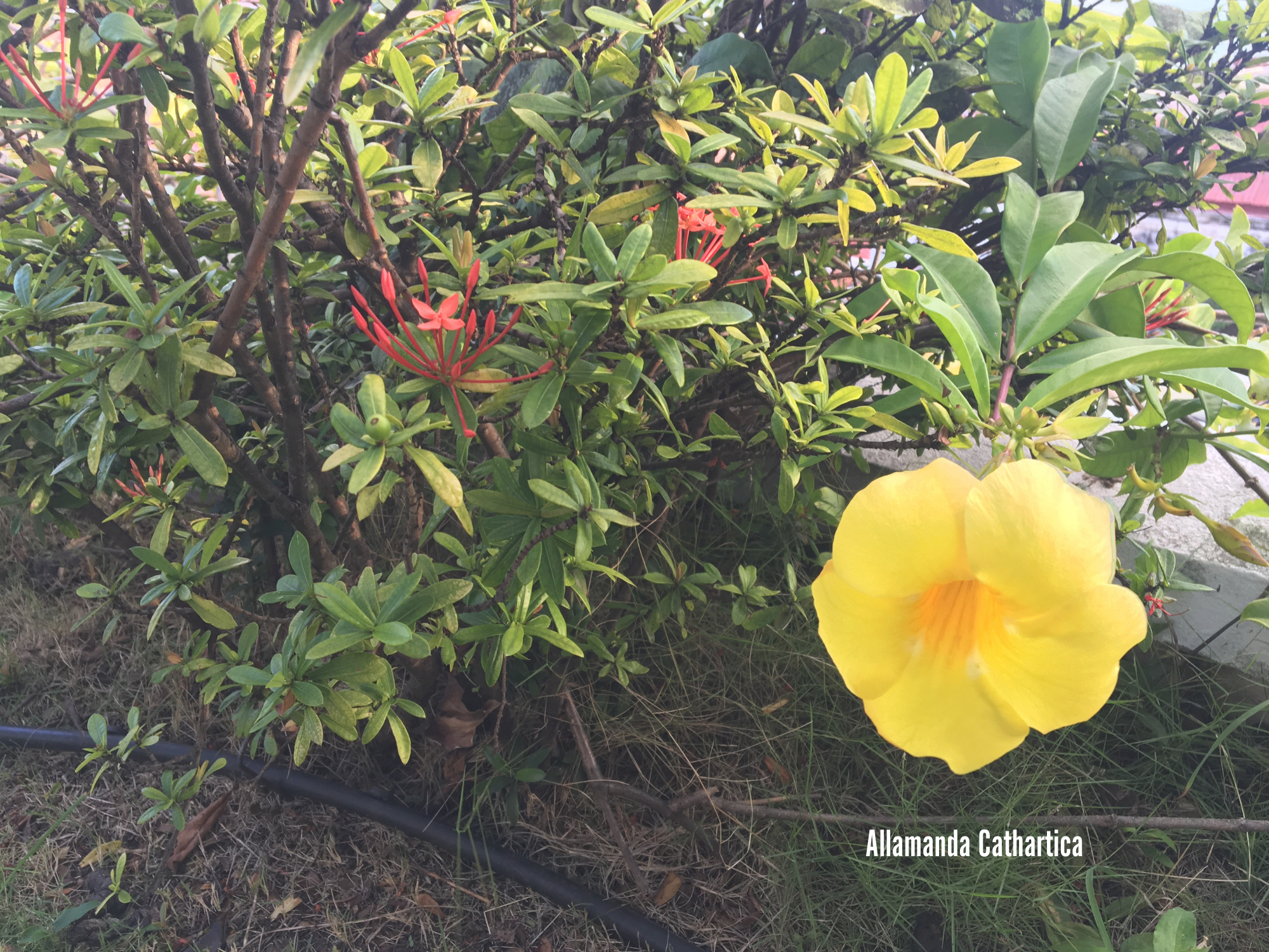 Allamanda Cathartica.png