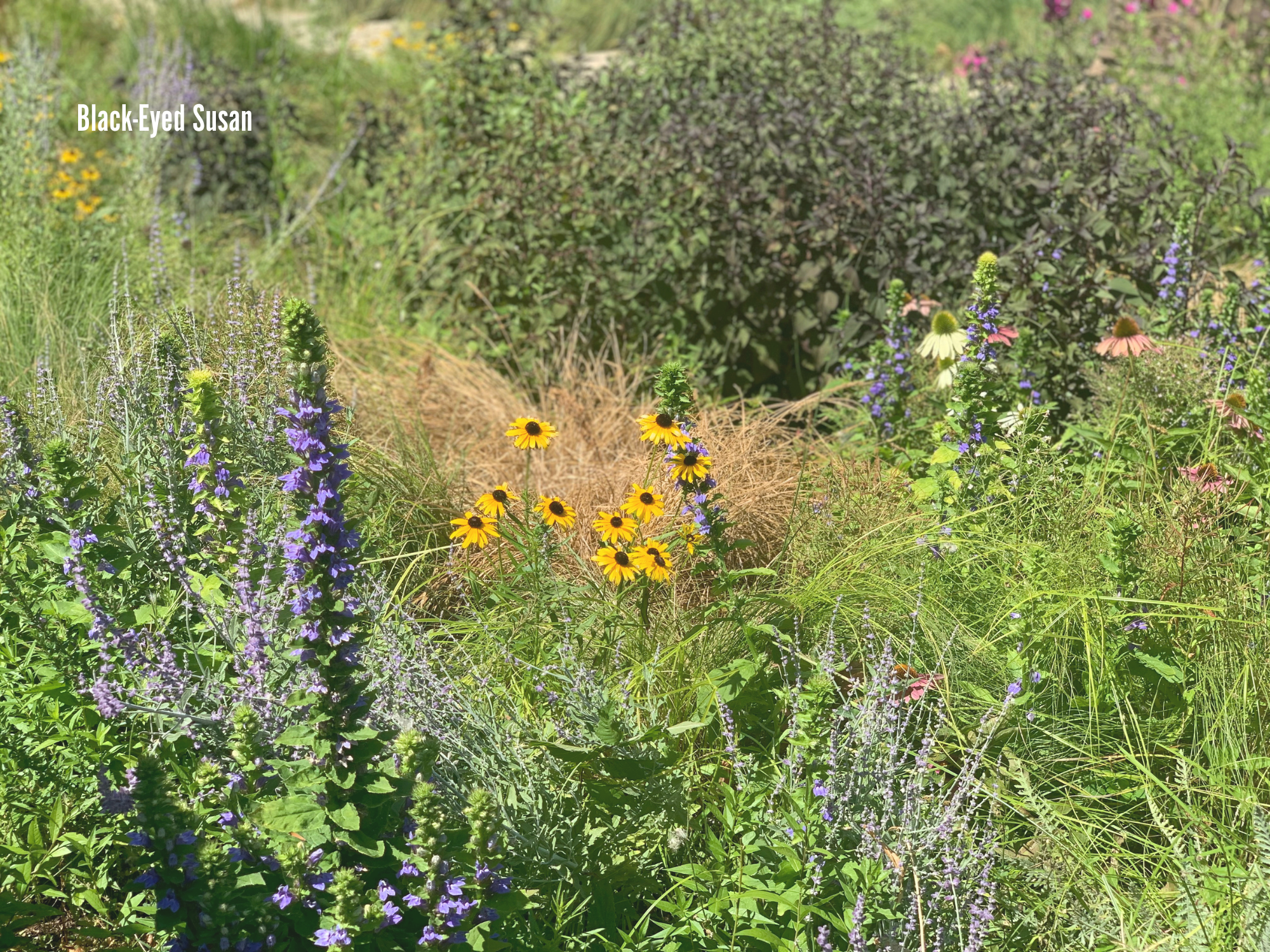 Black-Eyed Susan.png