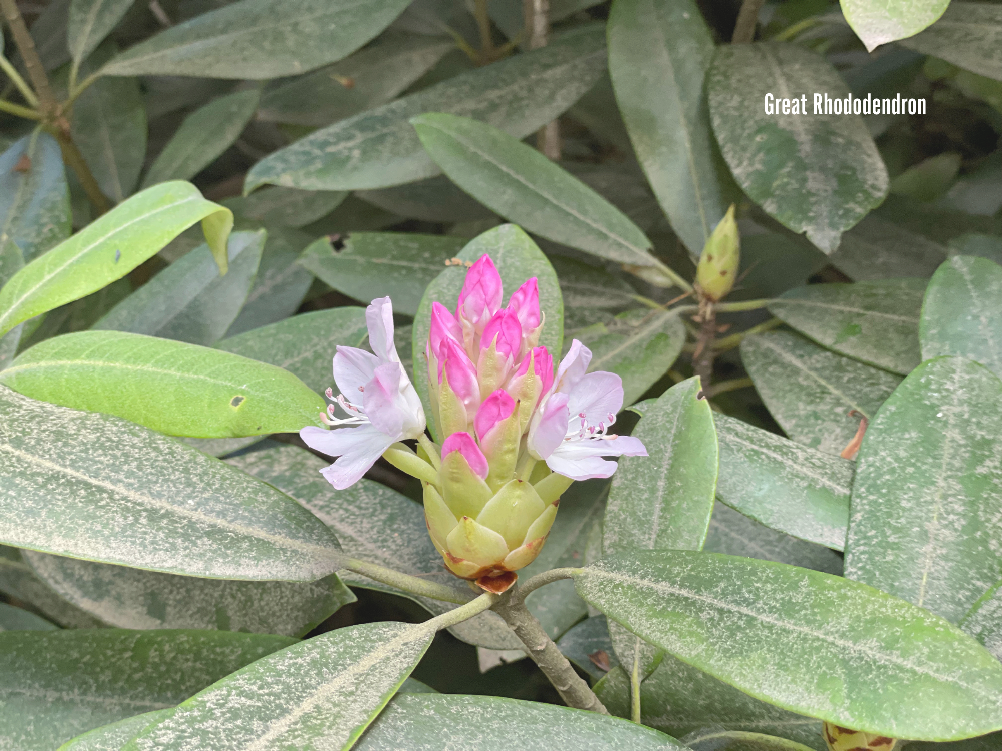 Great Rhododendron 2.png