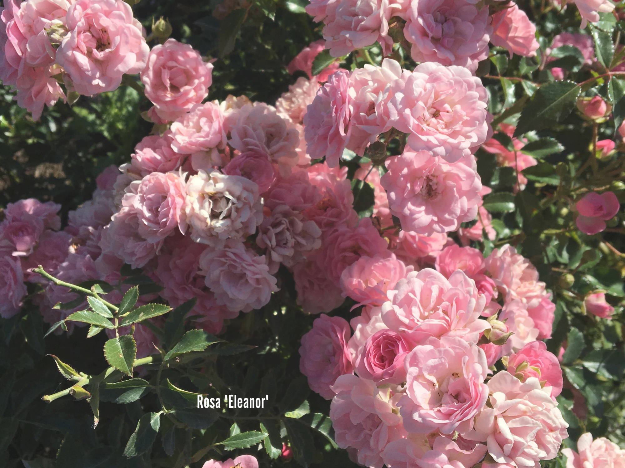 Rosa 'Eleanor'.png