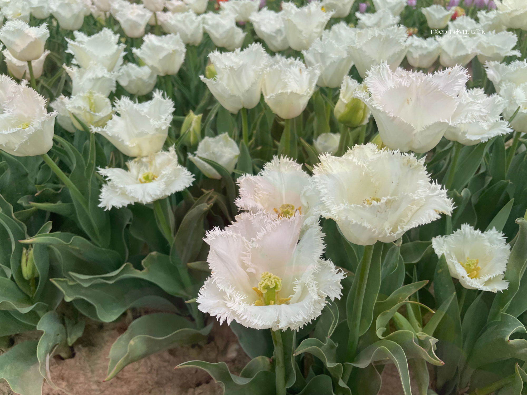 Tulip 8.png