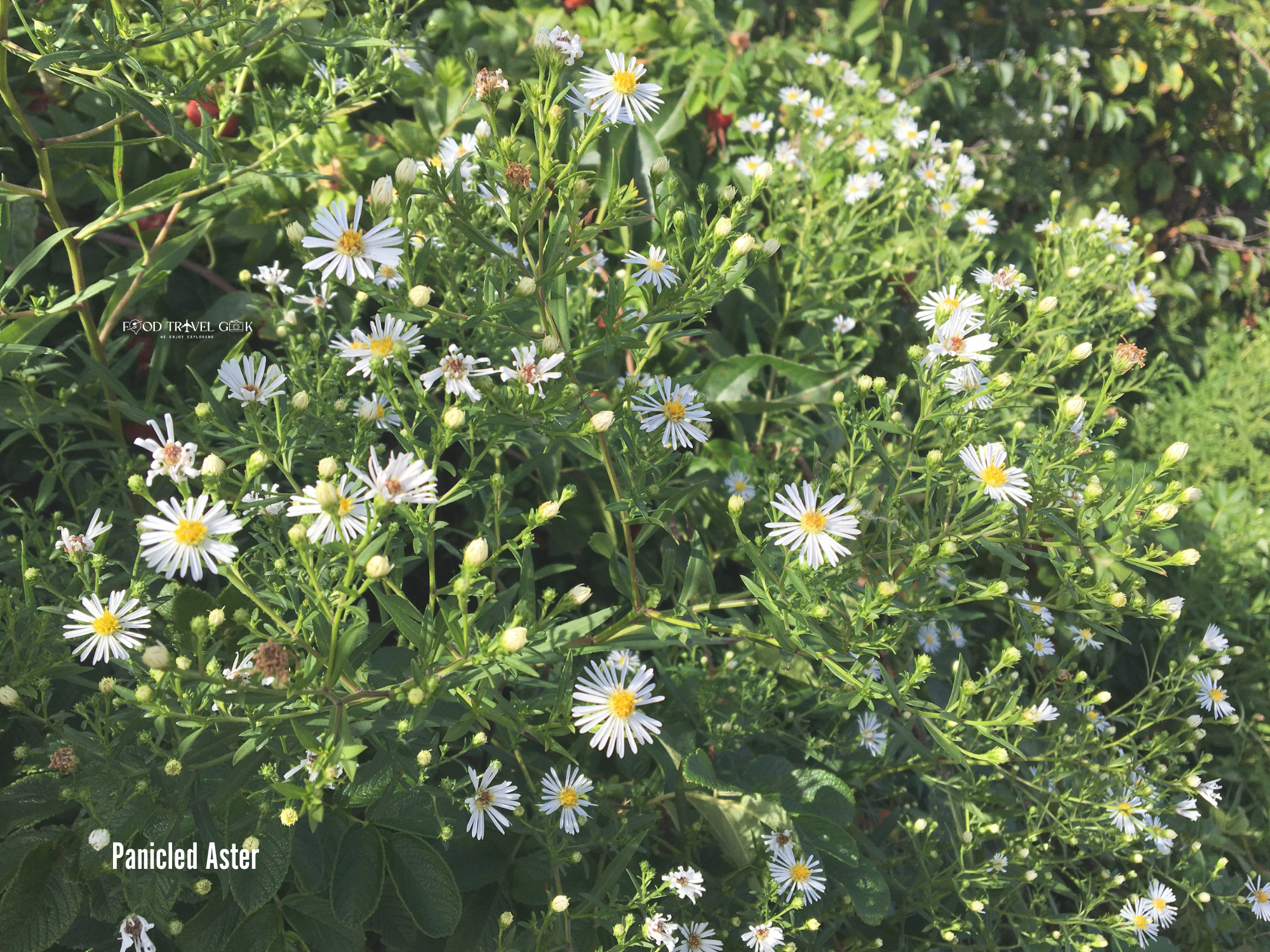 Panicled Aster.png