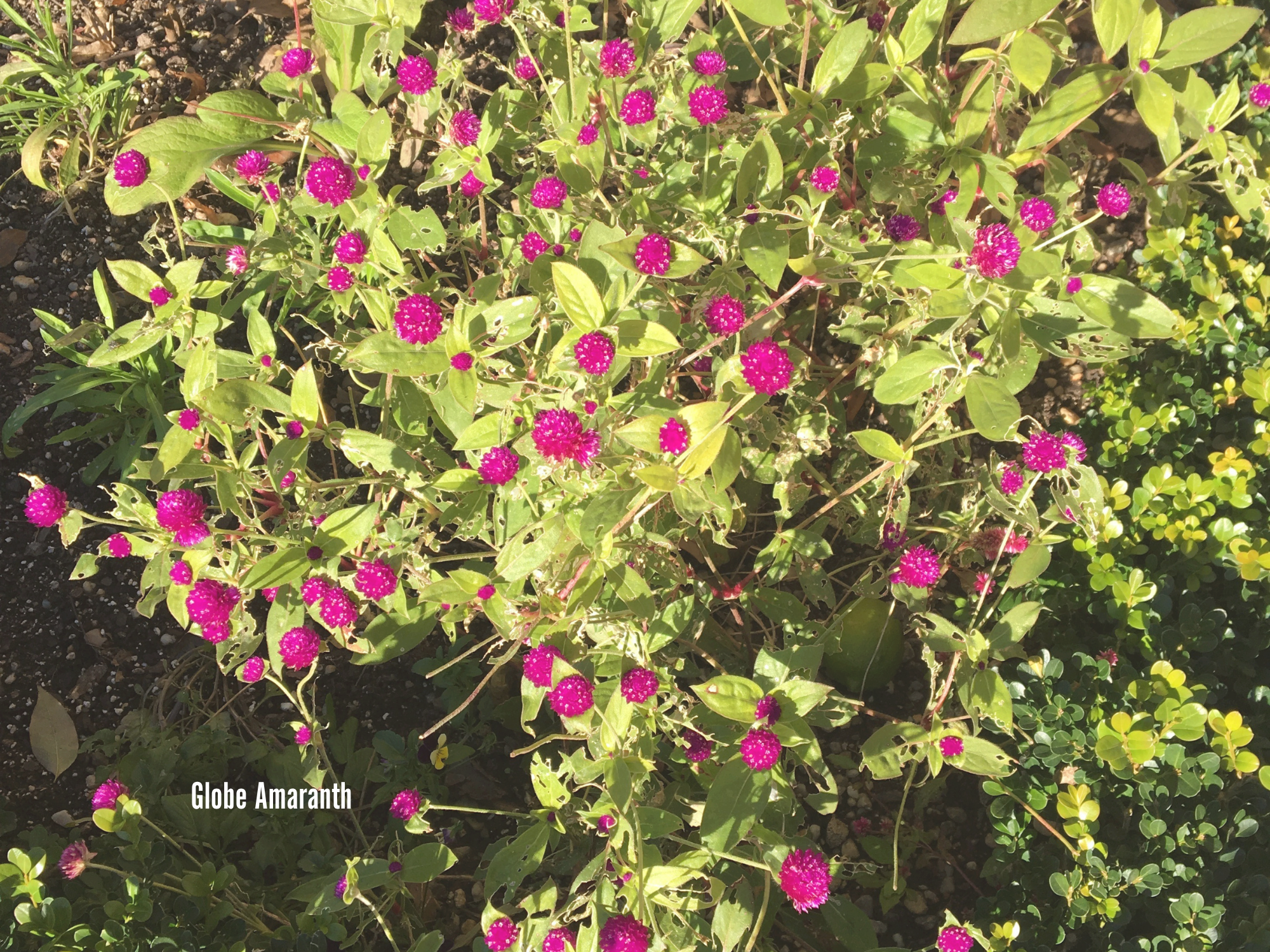Globe Amaranth.png