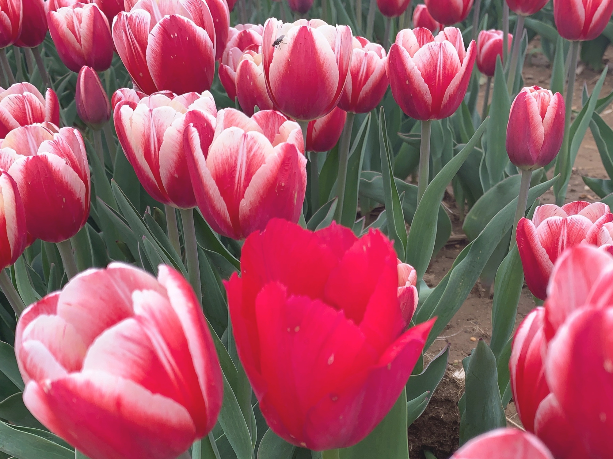 Tulip 3.png