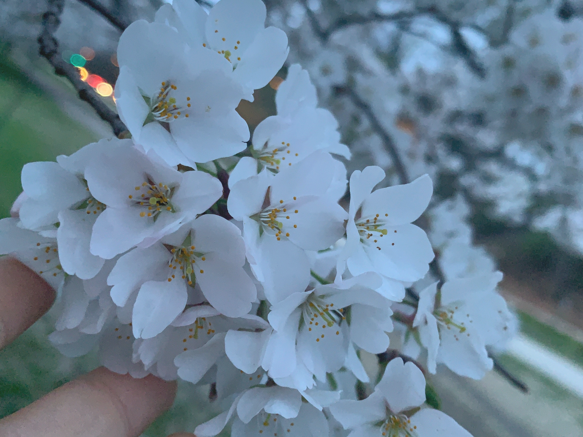 Cherry Blossom.png