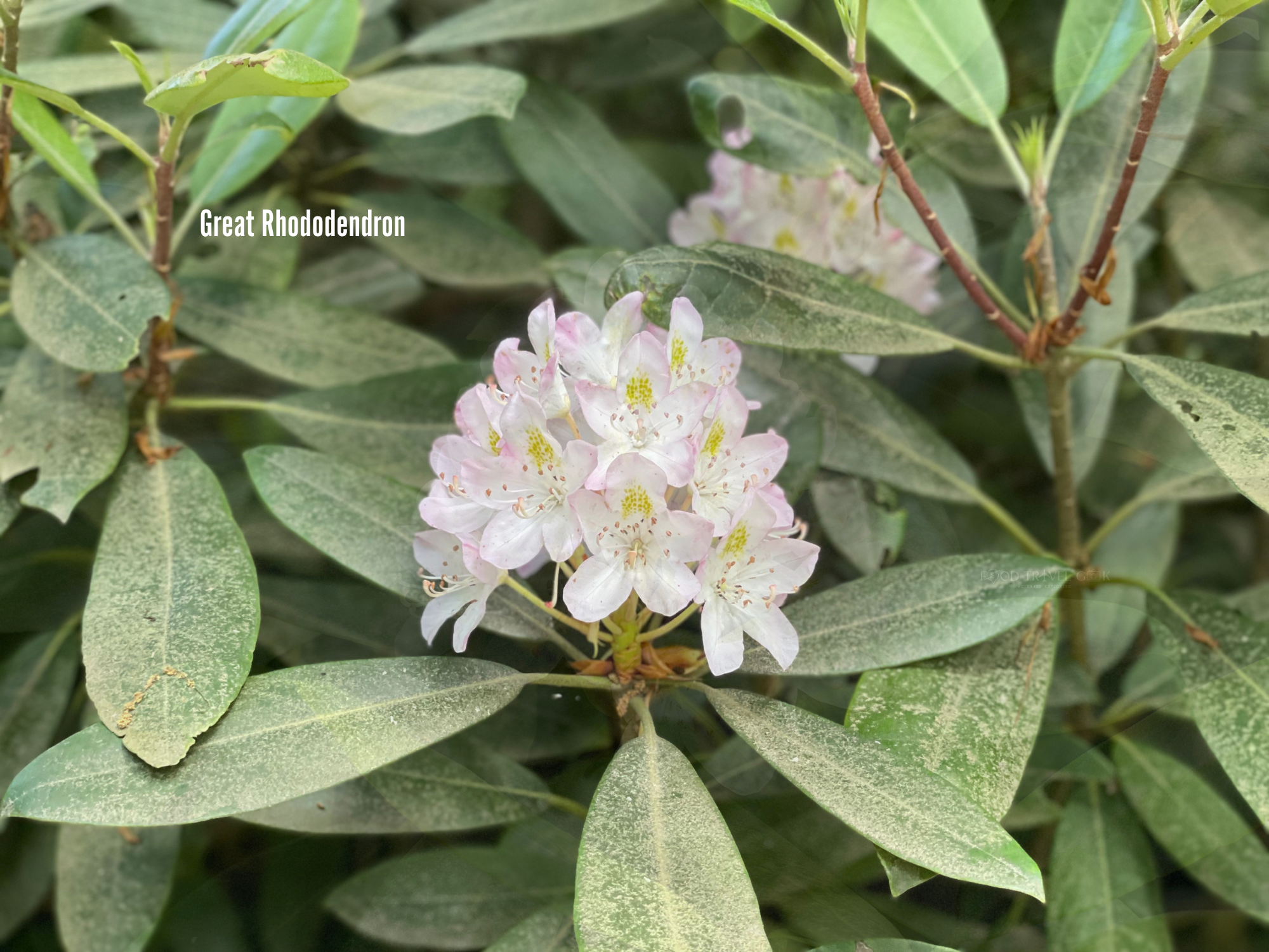 Great Rhododendron 4.png