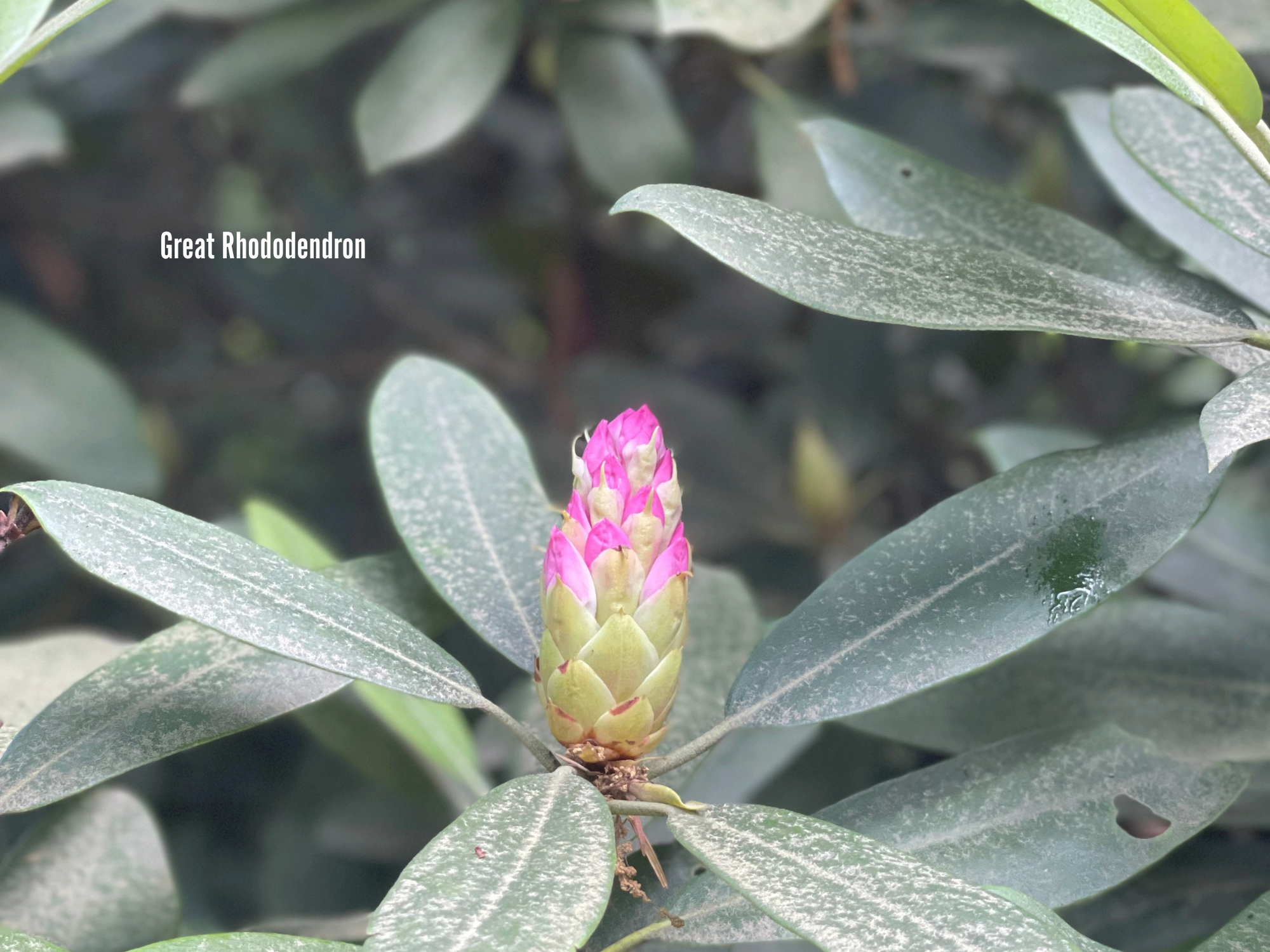 Great Rhododendron.png