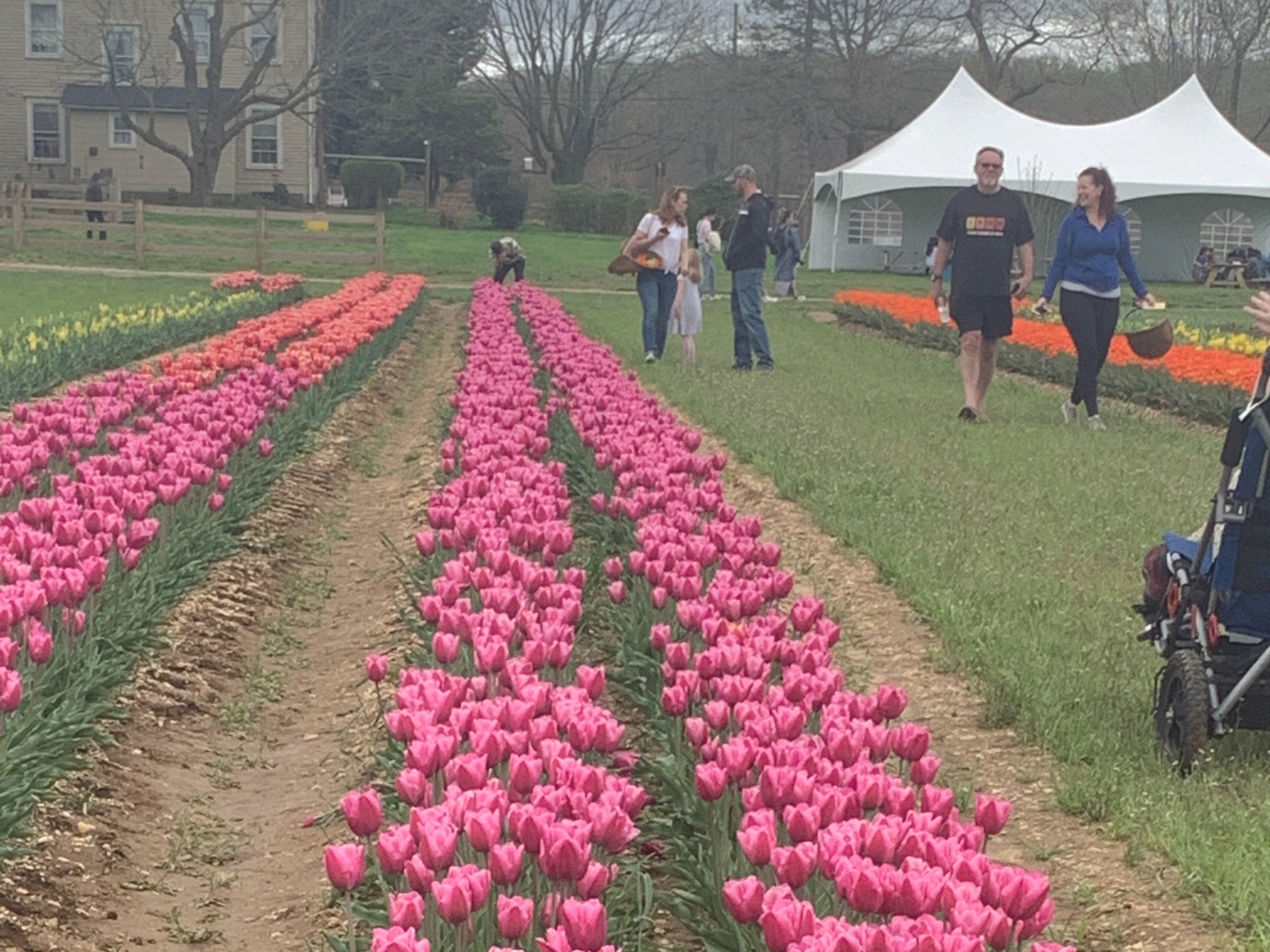 Tulip 35.png