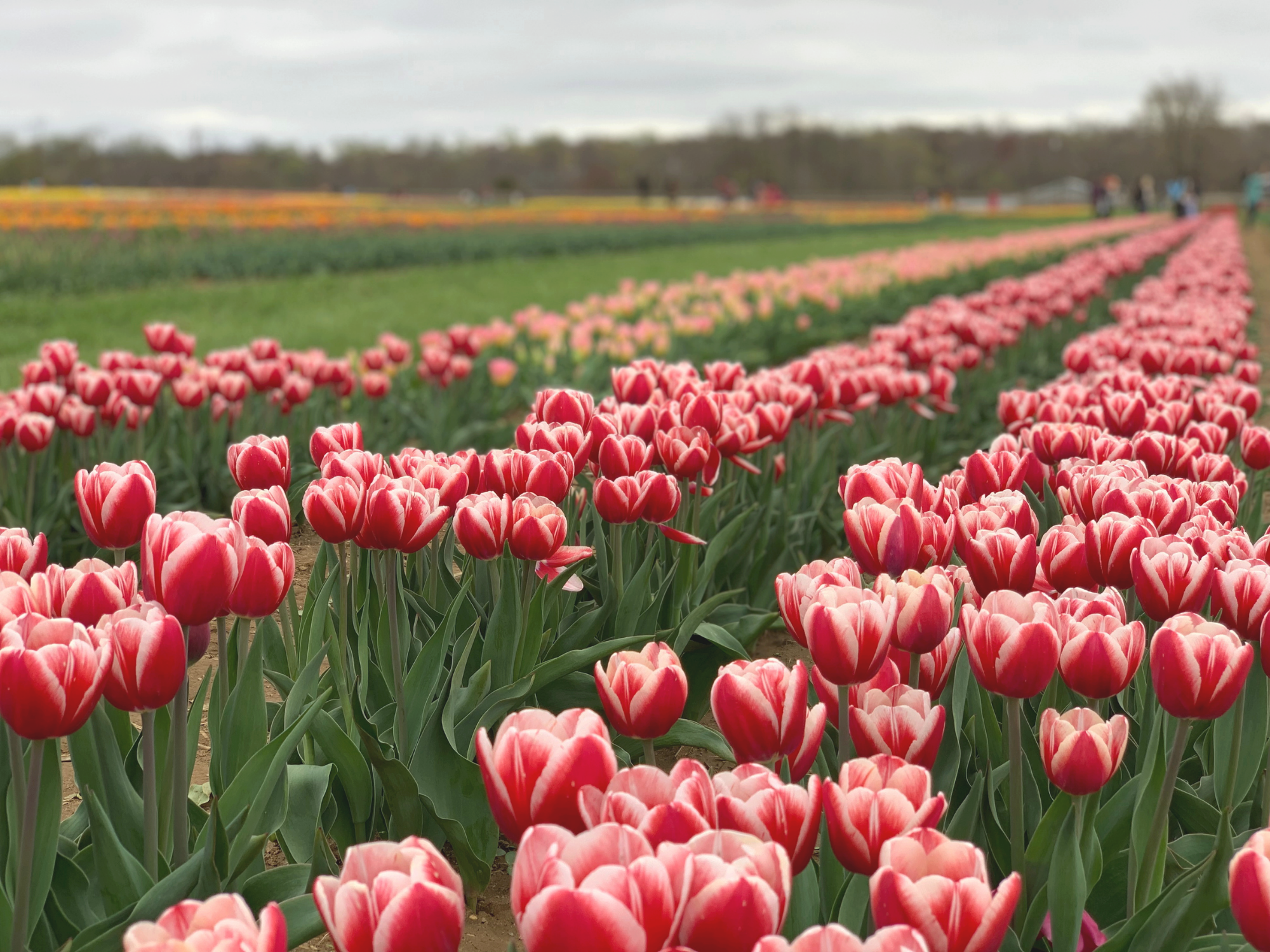 Tulip 41.png