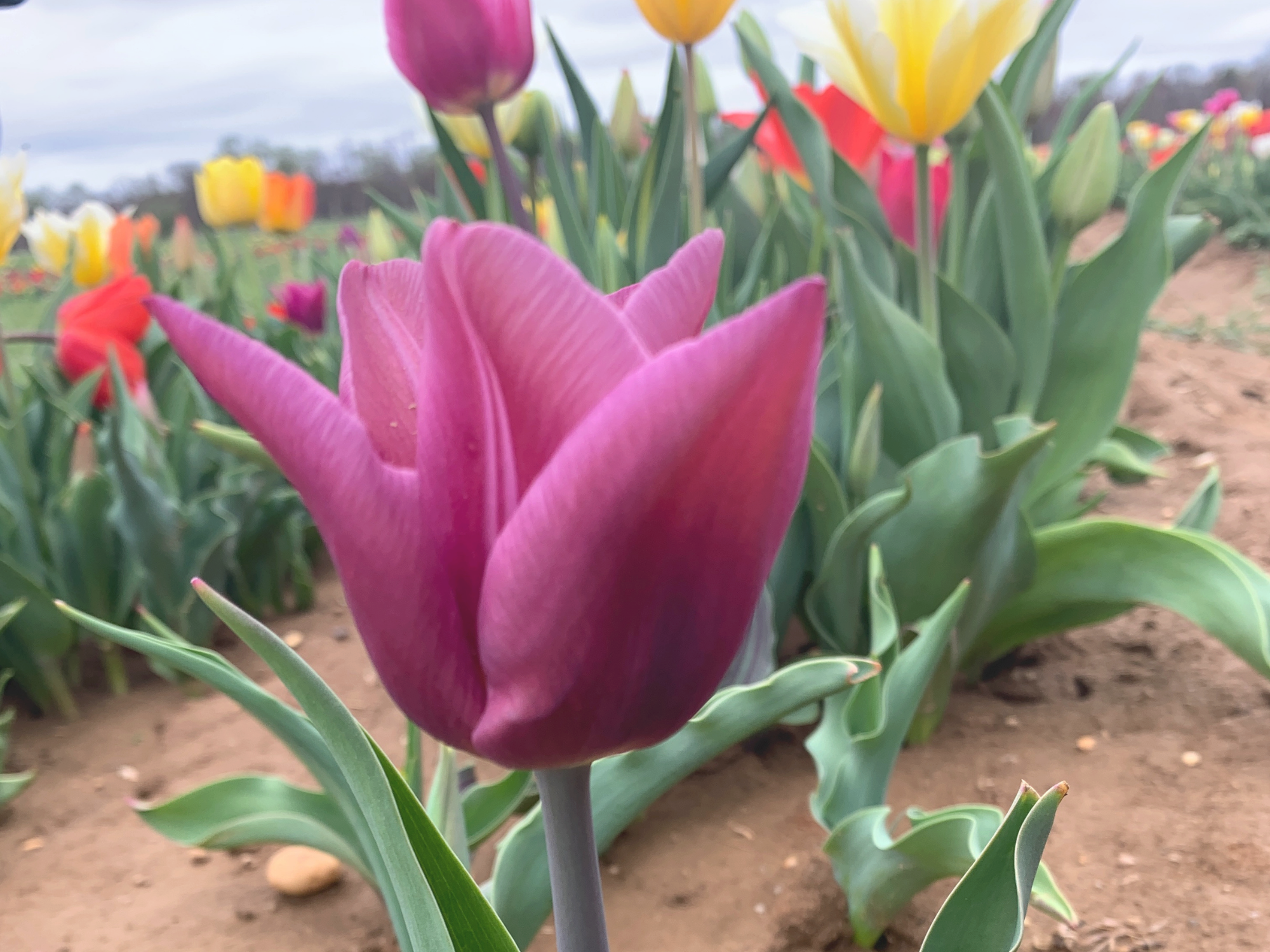 Tulip 32.png