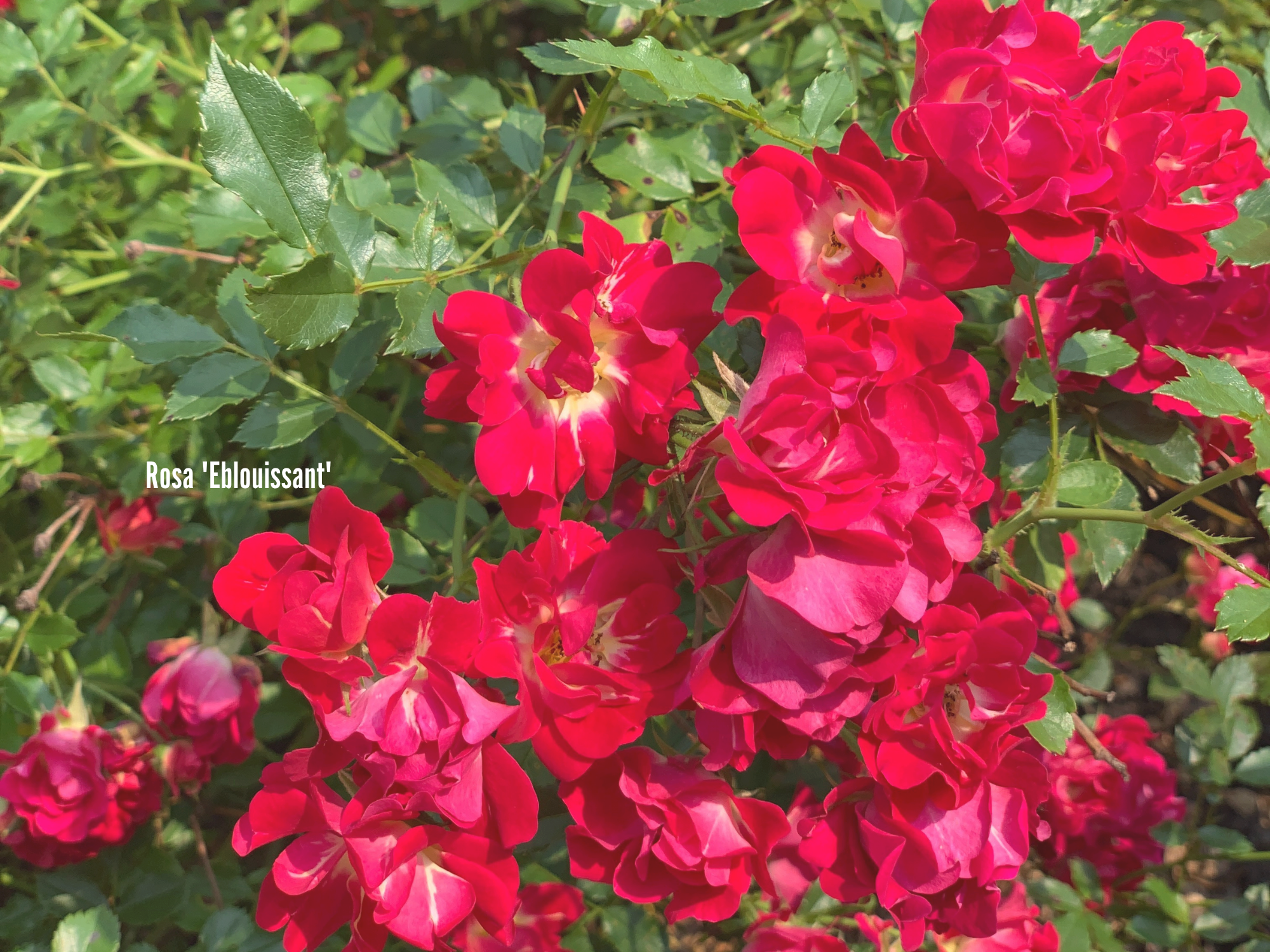 Rosa 'Eblouissant'.png