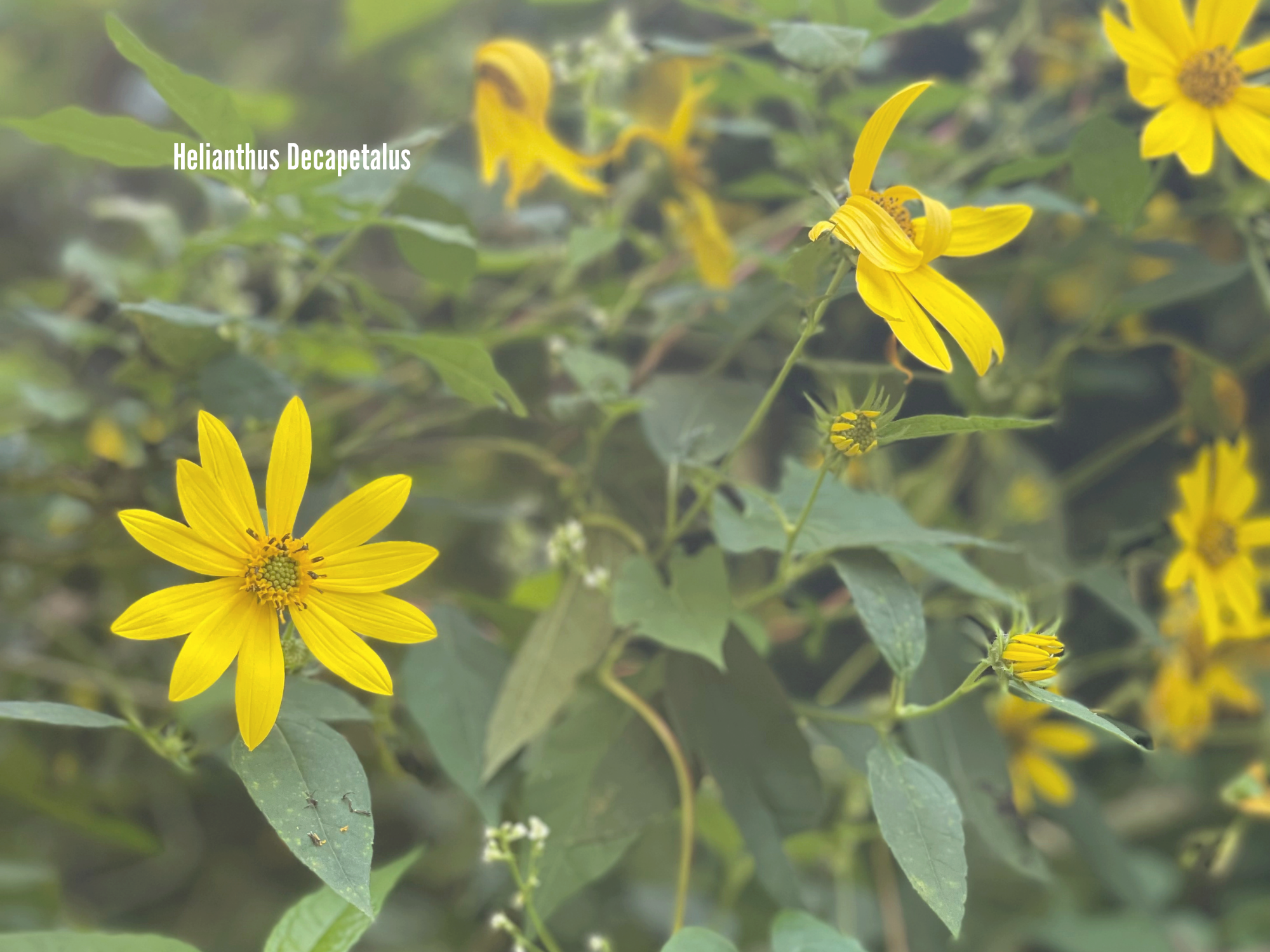 Helianthus Decapetalus.png