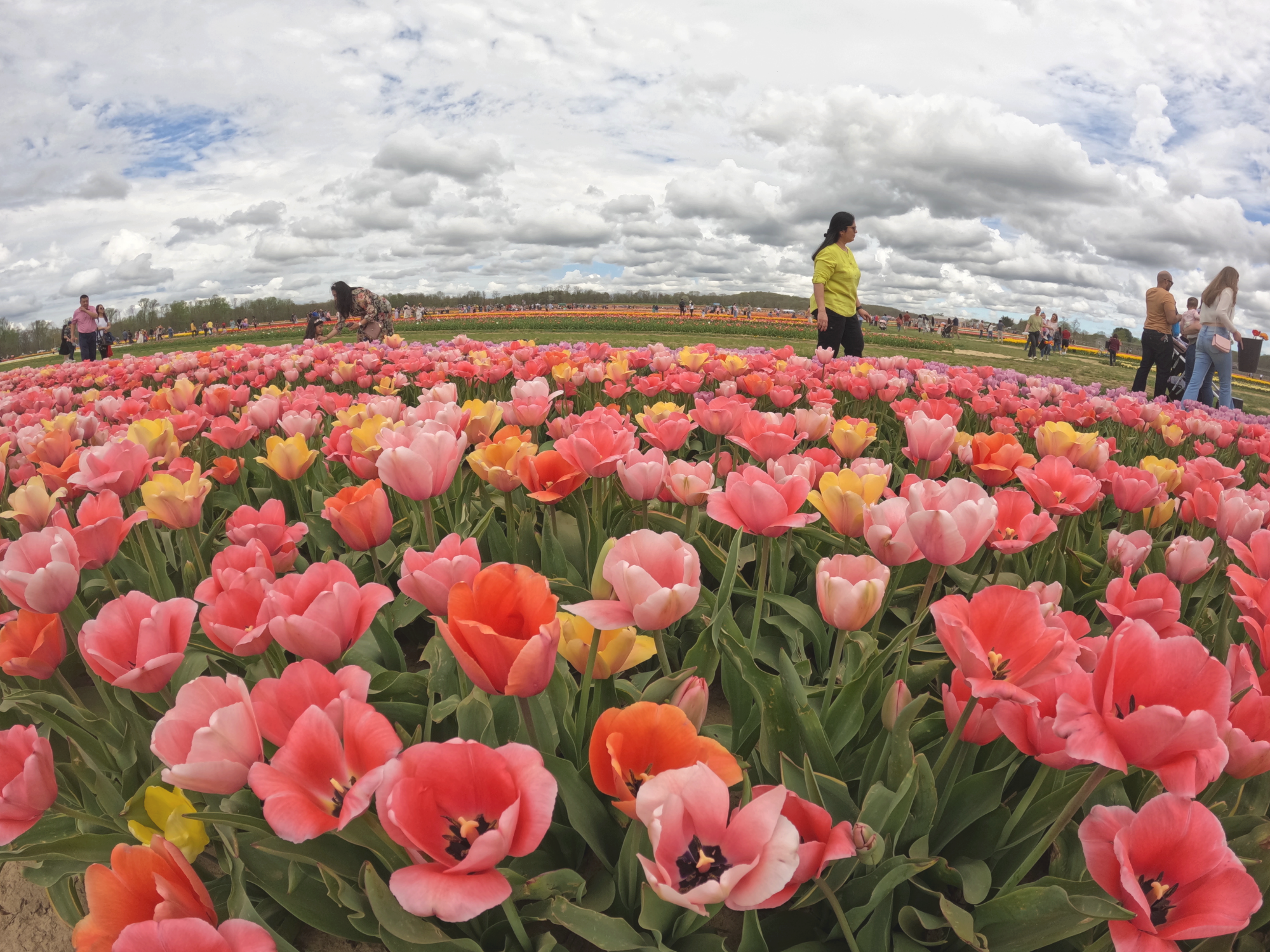 Tulip 26.png