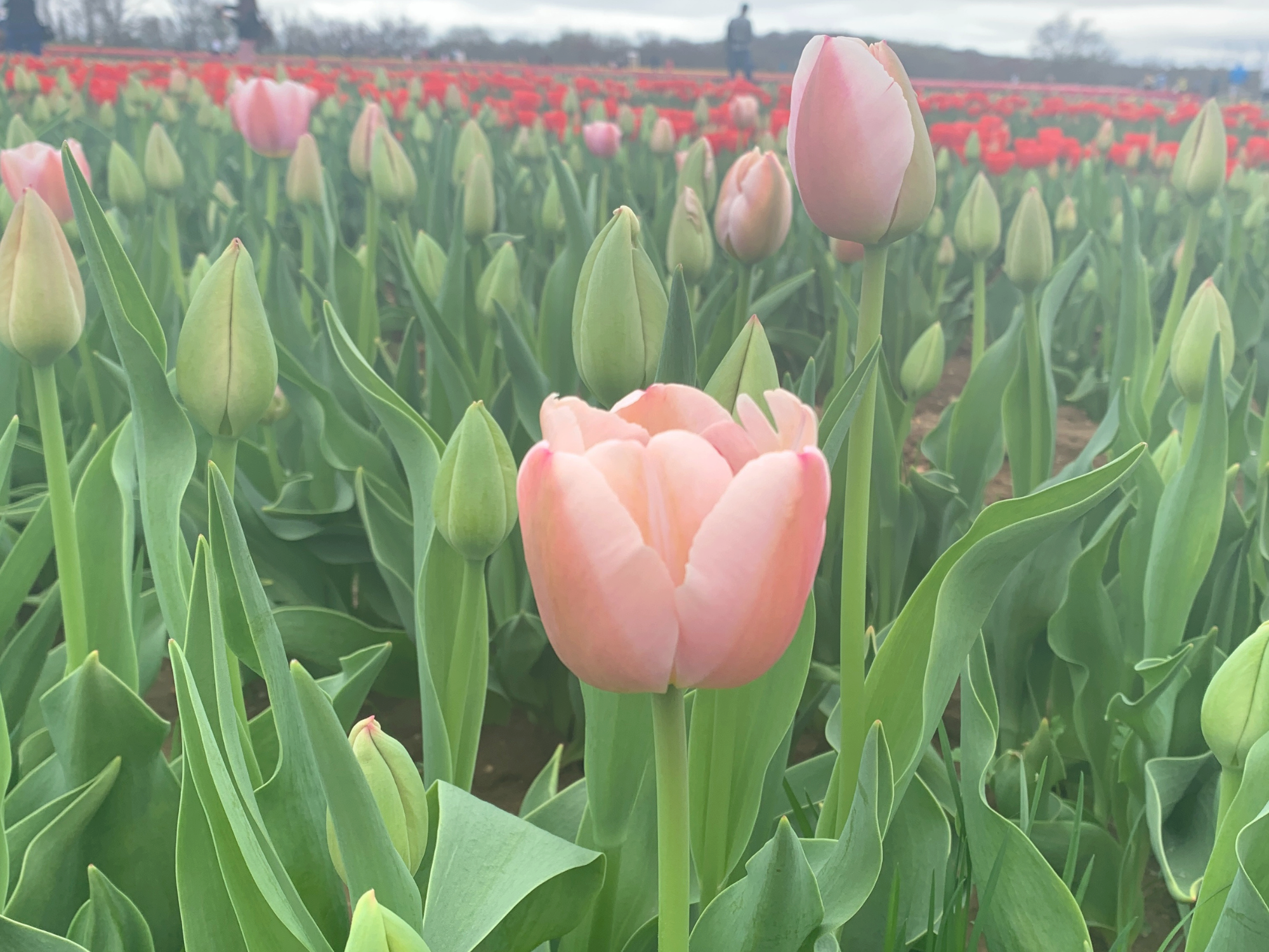 Tulip 37.png