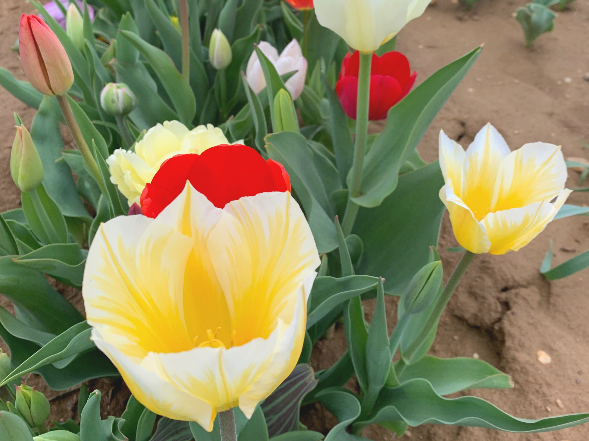 Tulip 45.png