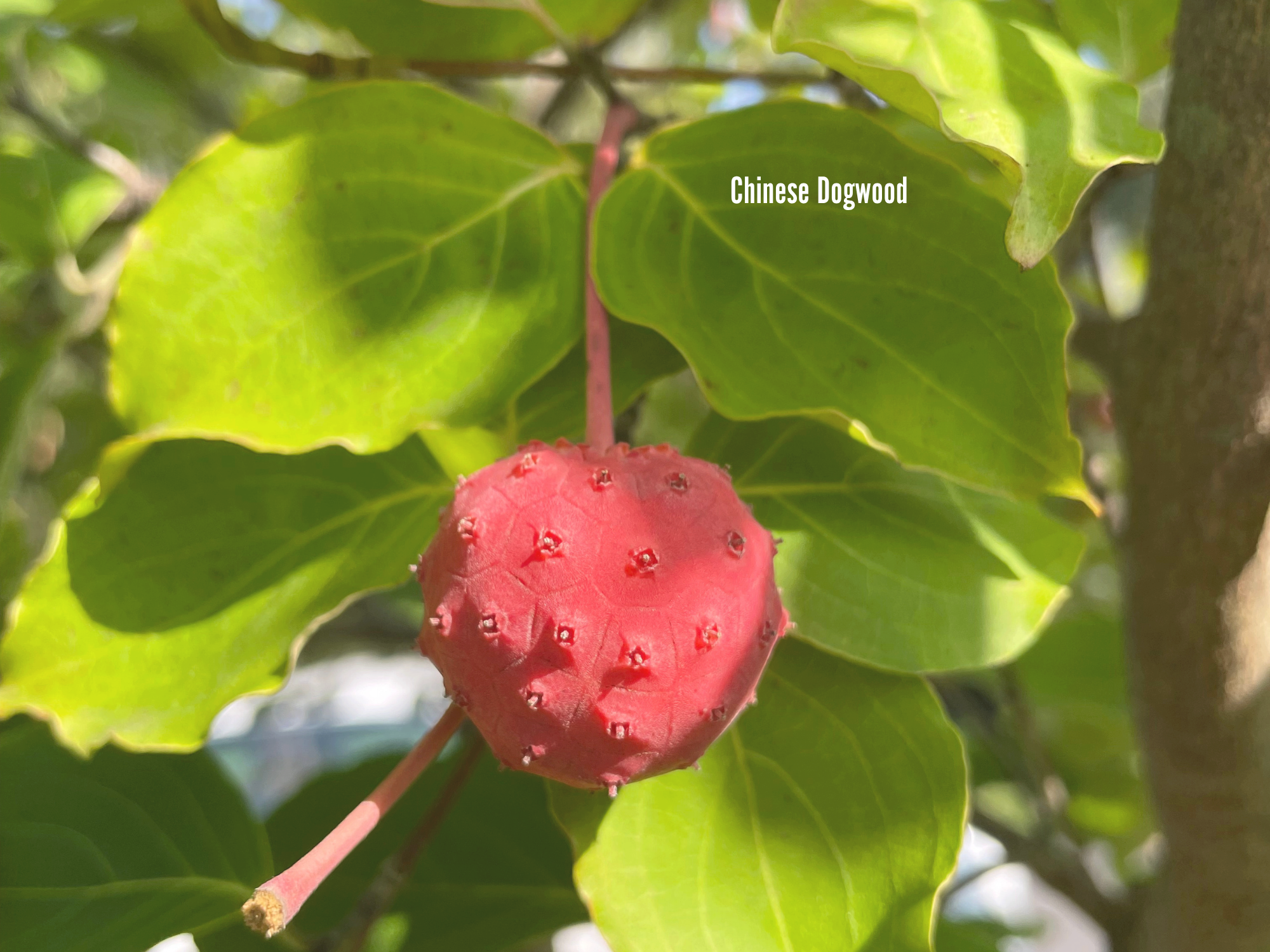 Chinese Dogwood.png