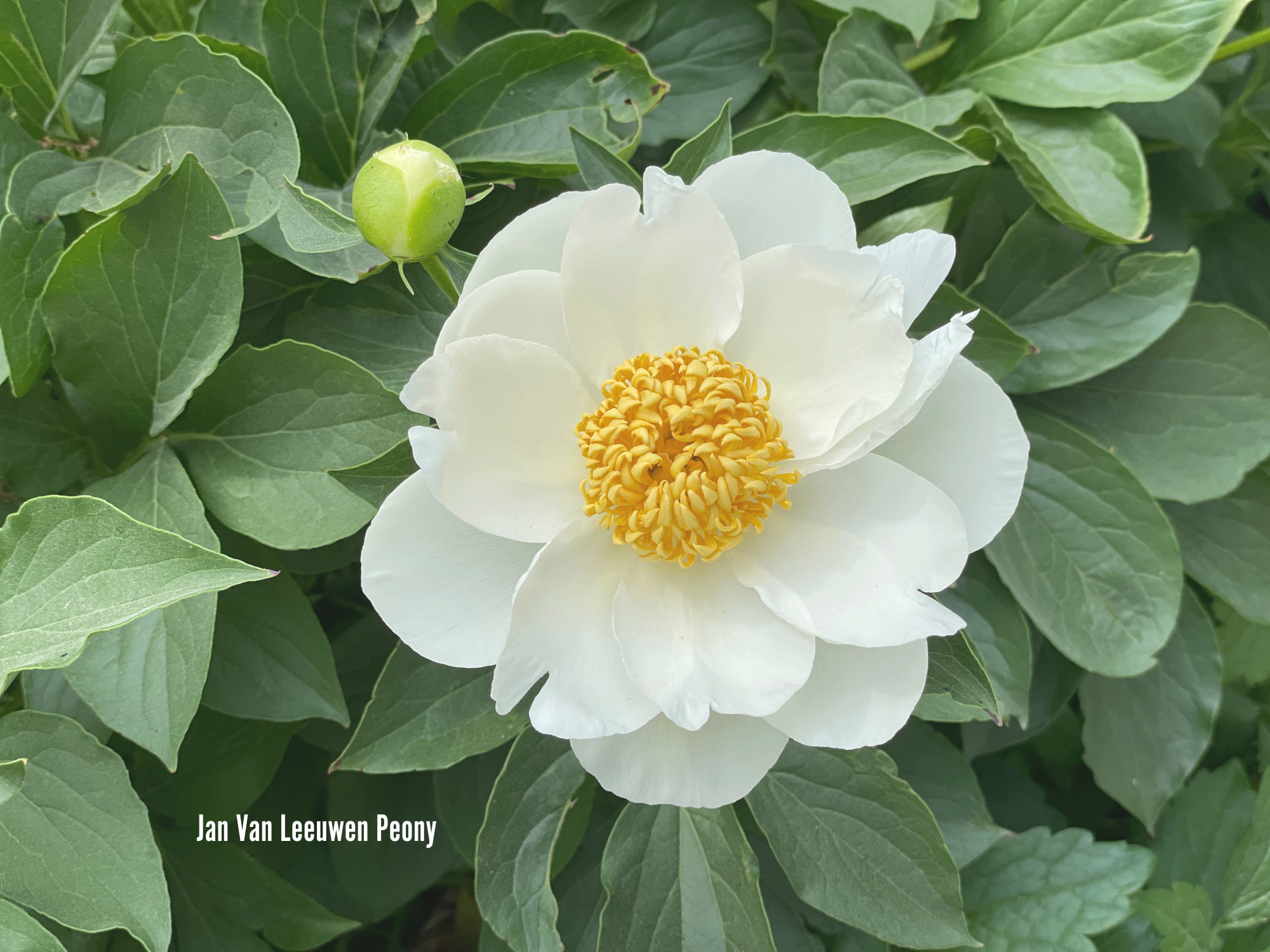Jan Van Leeuwen Peony.png