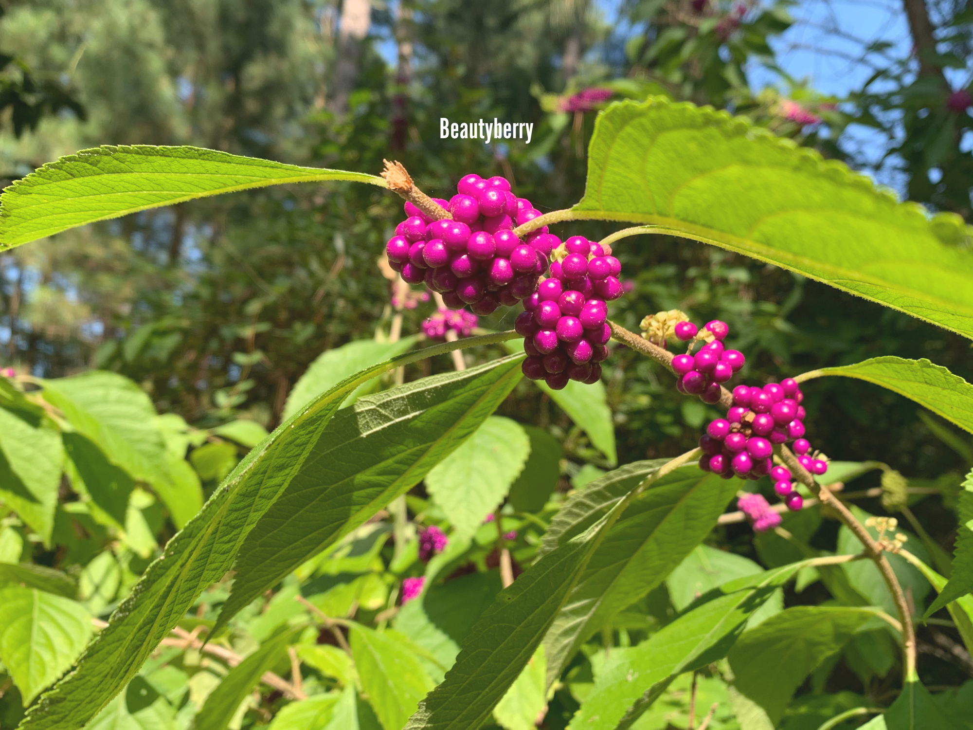 Beautyberry.png