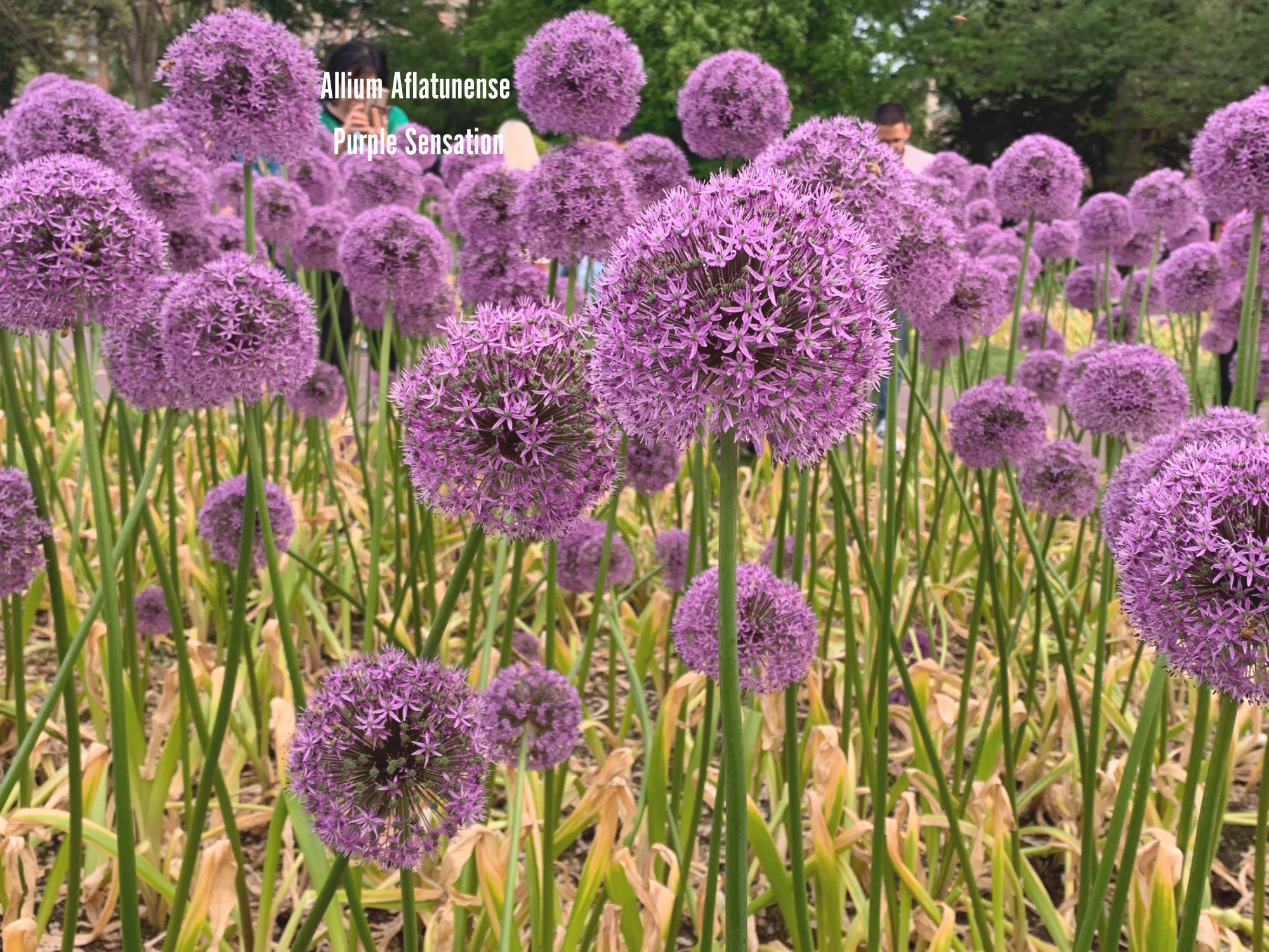 Allium Aflatunense Purple Sensation 3.png