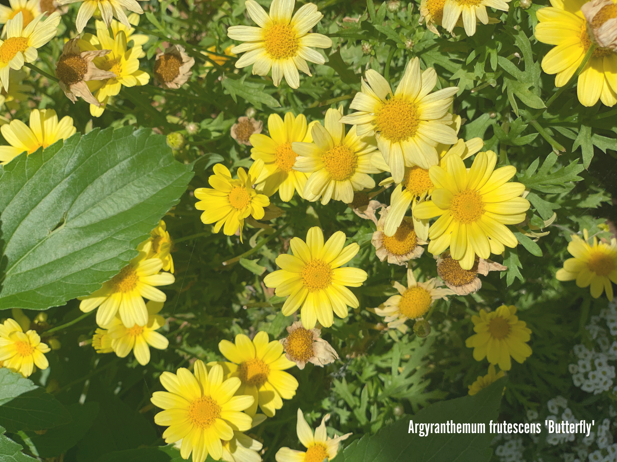 Argyranthemum frutescens 'Butterfly'.png