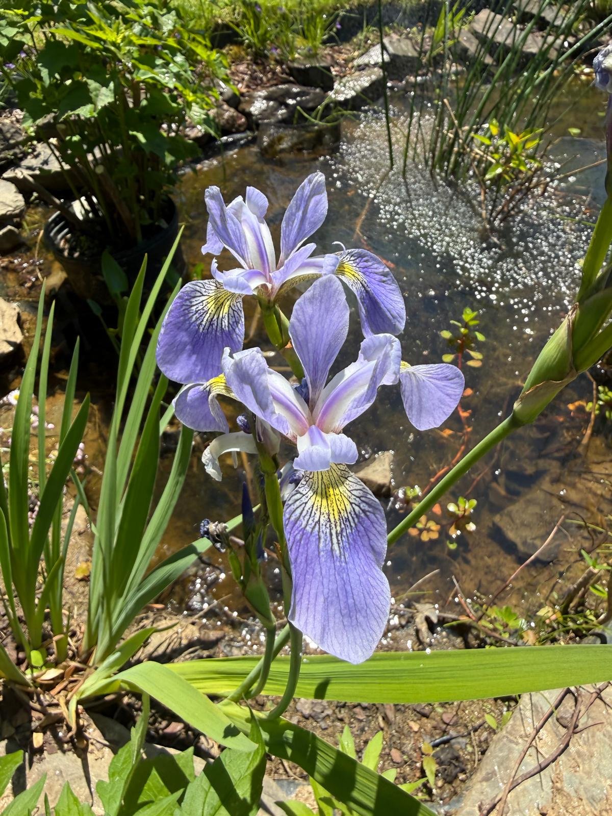 Purple iris flower growing near a small pond with water plants and rocks.
