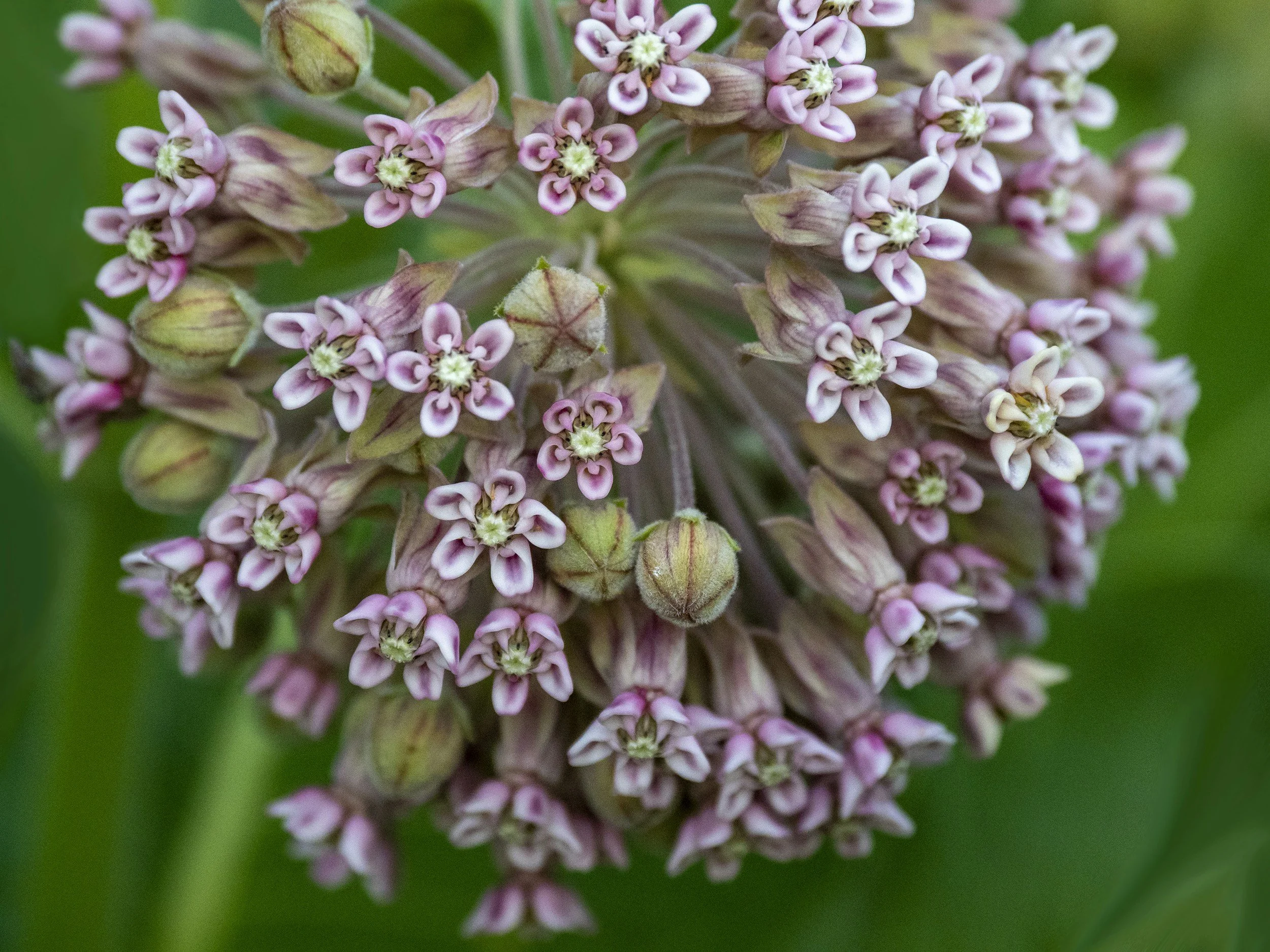 Close-up of a cluster of small pink and white flowers with green background.