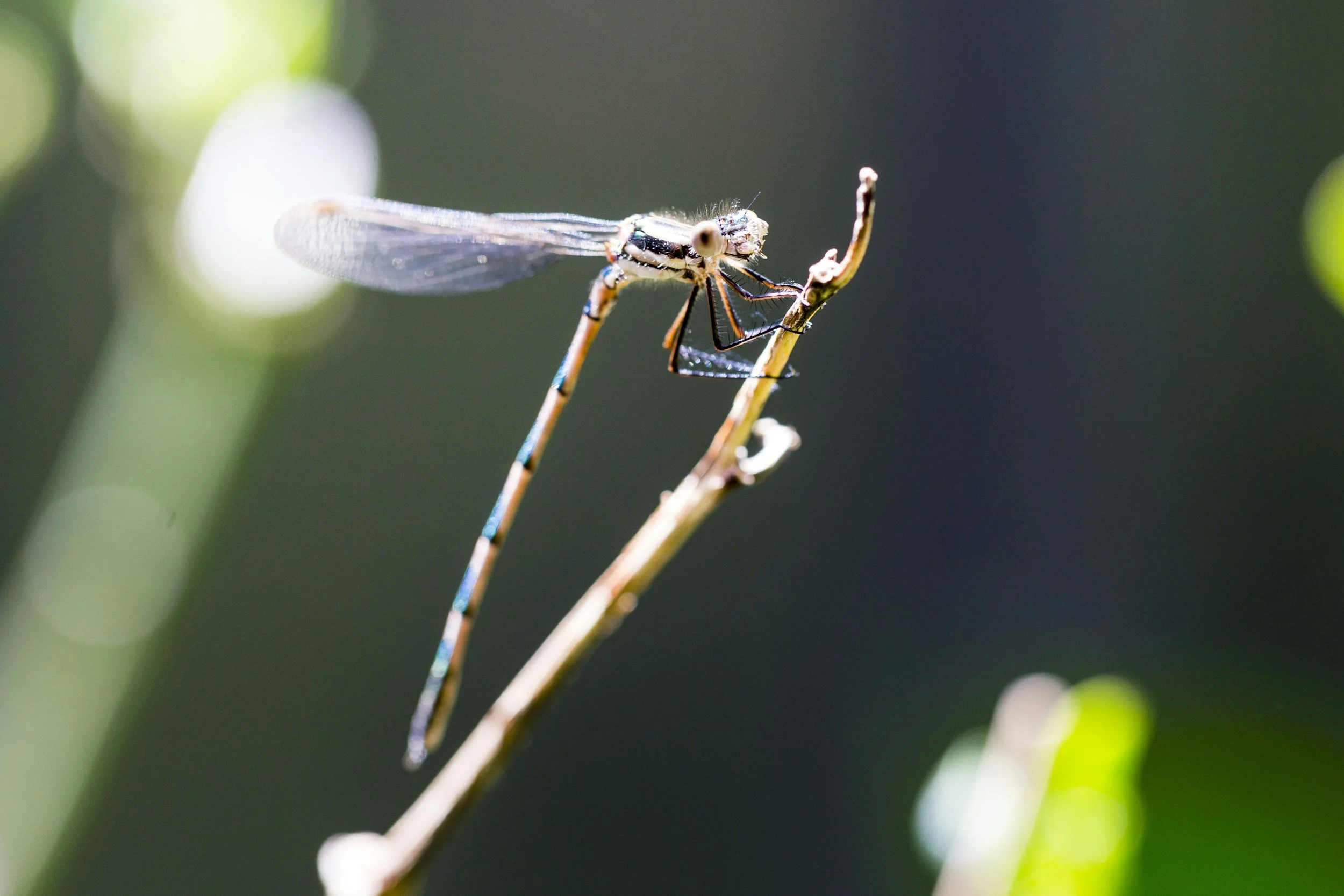 Close-up of a dragonfly perched on a slender plant stem with a blurred green background.