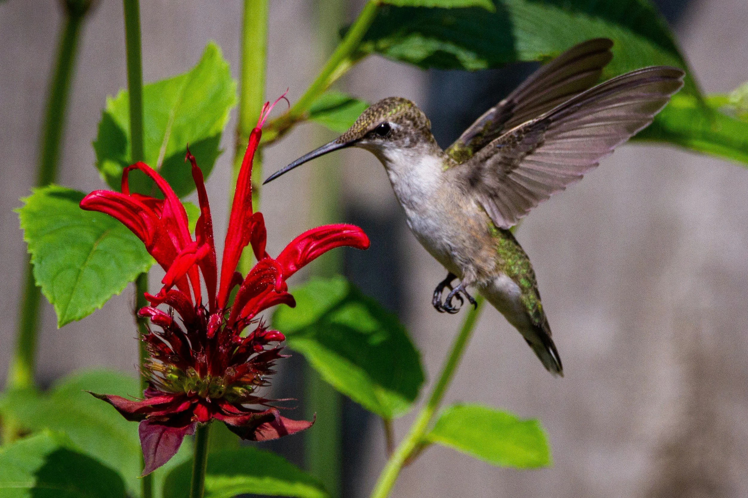 A hummingbird with brown, green, and gray plumage is hovering near a bright red flower, surrounded by green leaves.