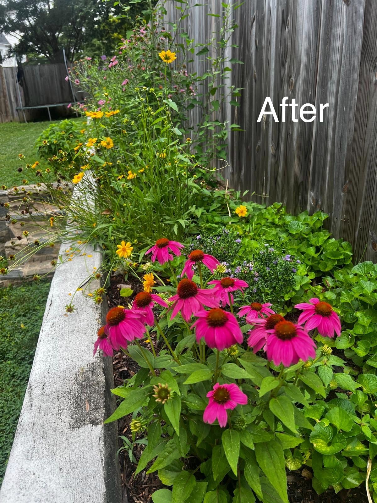 A garden bed with pink coneflowers, yellow flowers, purple flowers, and green foliage next to a wooden fence, with a grassy backyard and trampoline in the background. The image has the word "After" written on it.