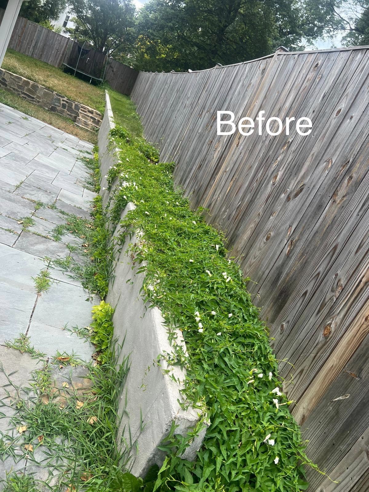 A backyard with a concrete patio, a grassy area, a wooden privacy fence, and a row of green plants along the base of the fence, with a trampoline in the distance.