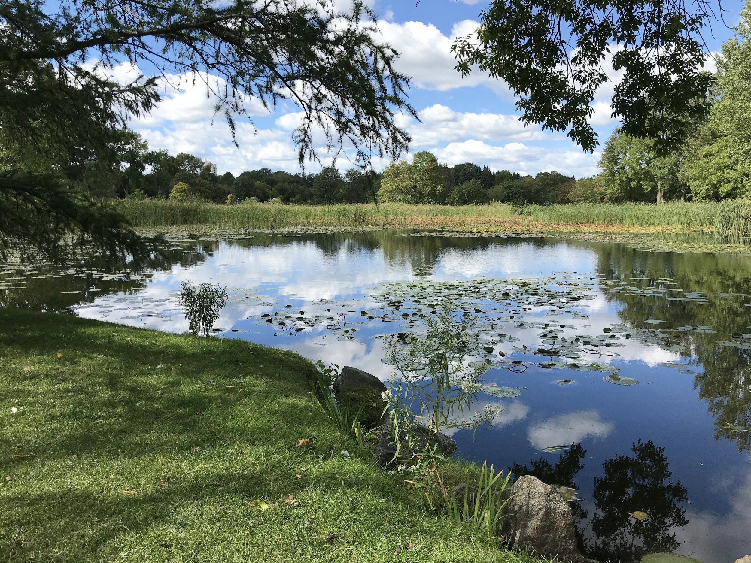 A peaceful pond surrounded by lush green trees and reeds, with water lilies on the surface. The sky is partly cloudy with patches of blue.