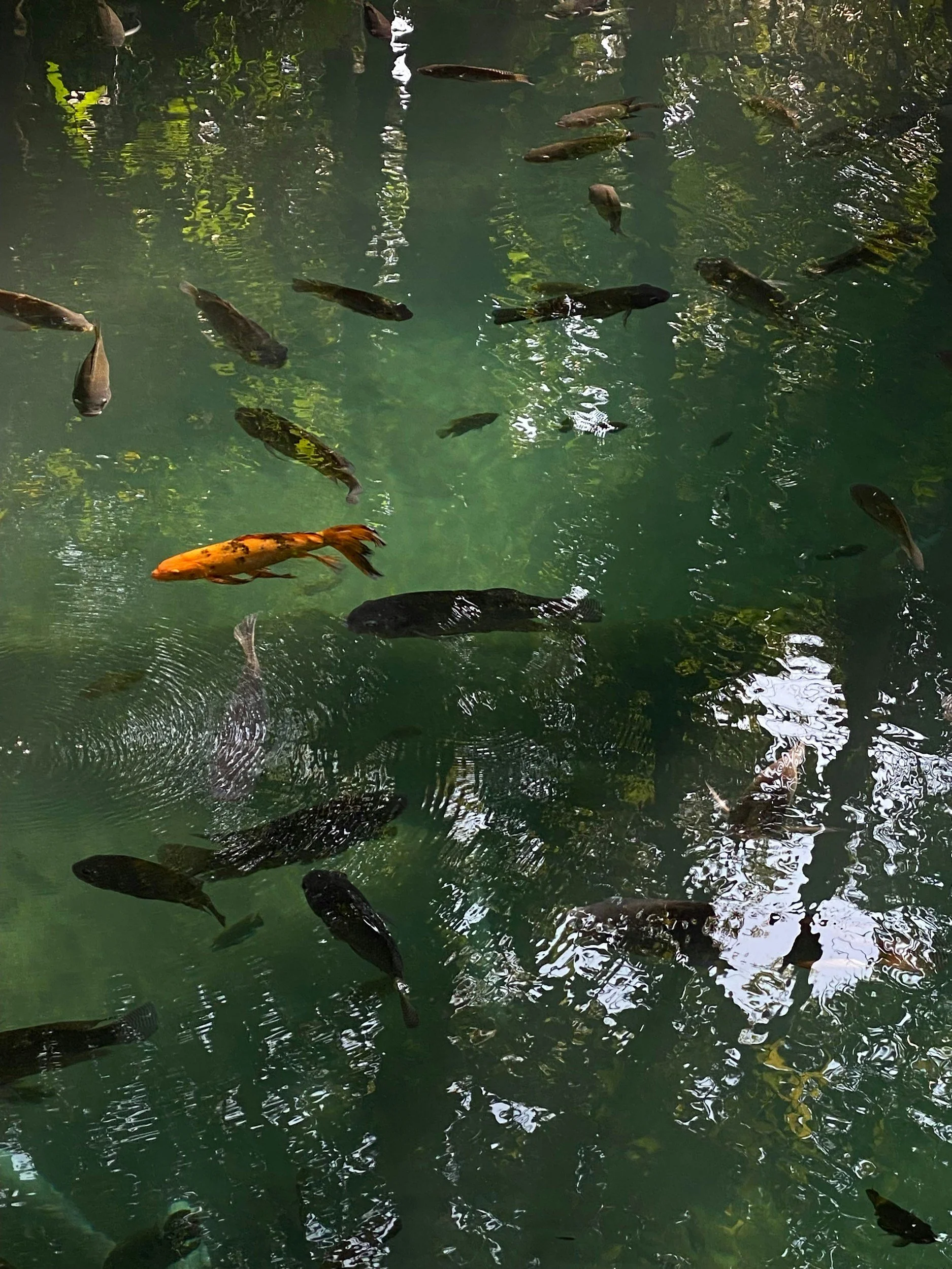 Koi fish swimming in a pond with reflections of trees on the water's surface.